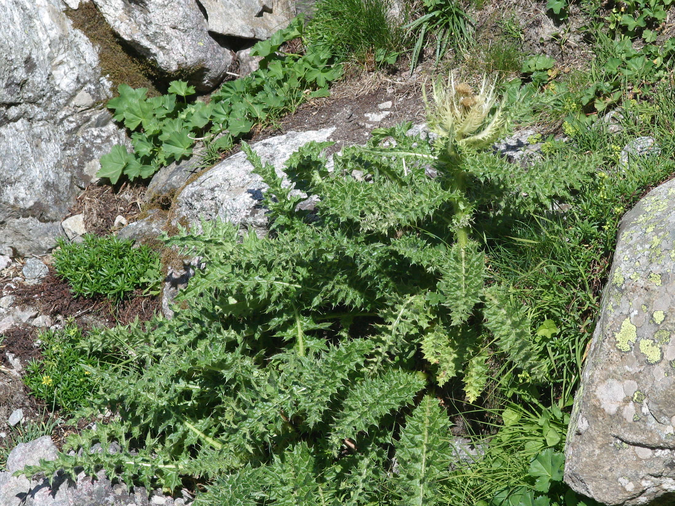 cirsium_spinosissimum1bd