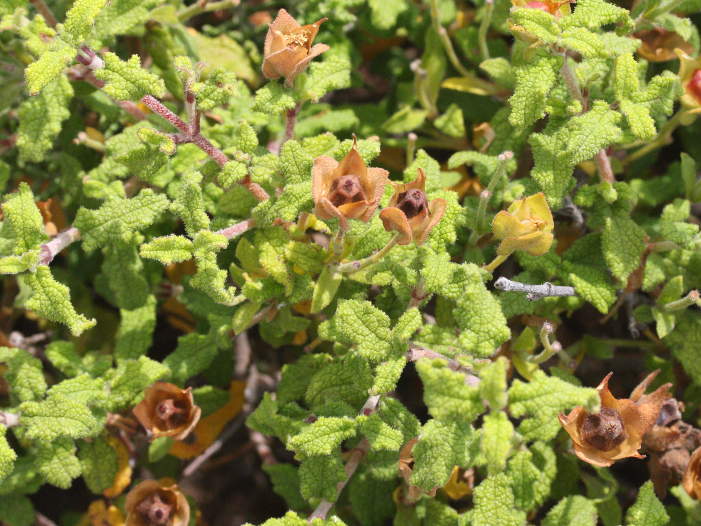 Afficher le média cistus_salviifolius7md cistus_salviifolius7md