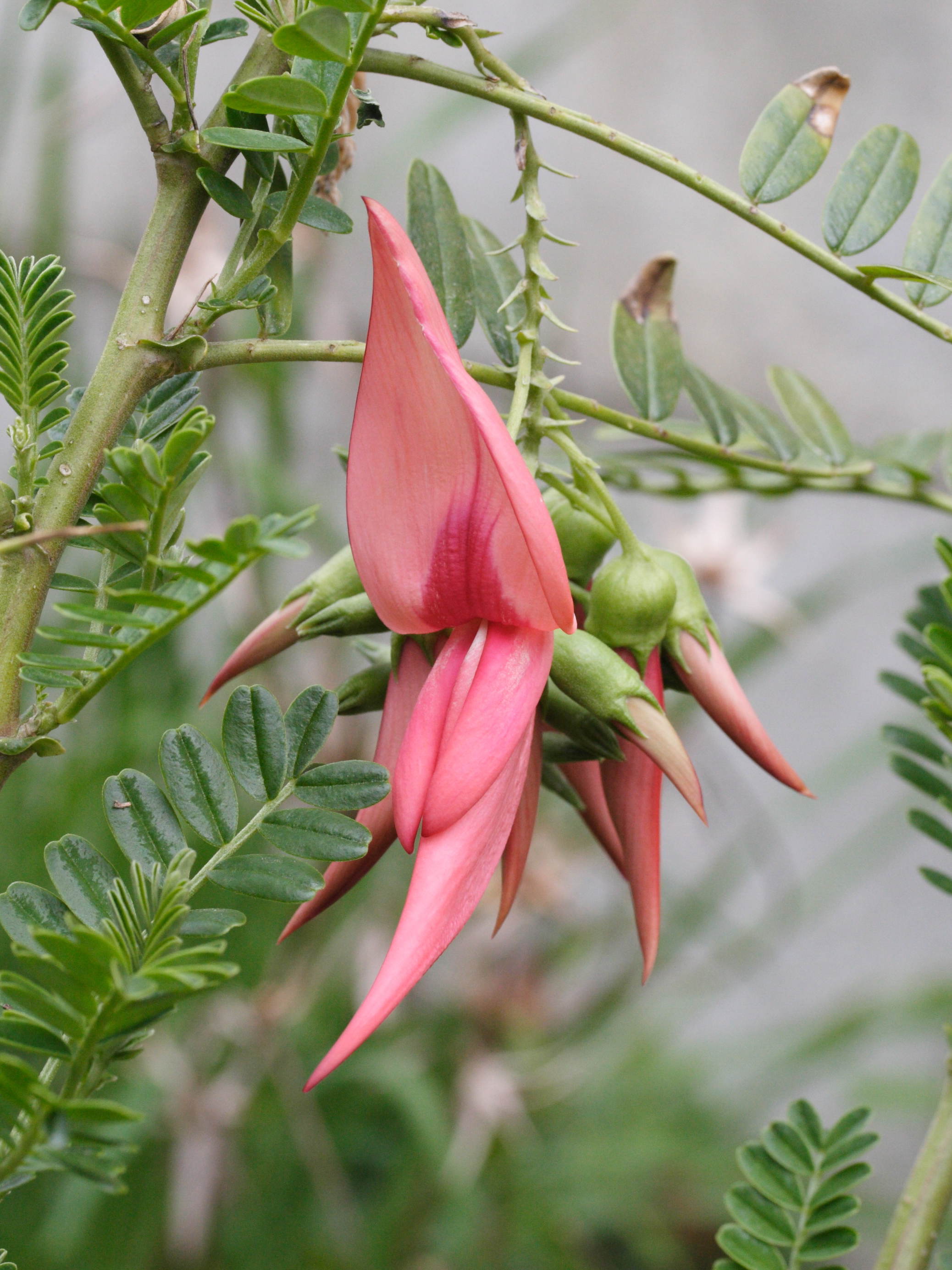 clianthus_puniceus2md