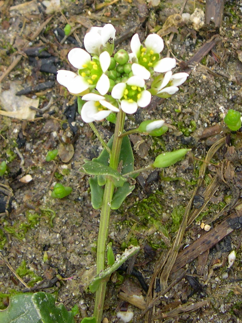 Afficher le média cochlearia_officinalis3md cochlearia_officinalis3md
