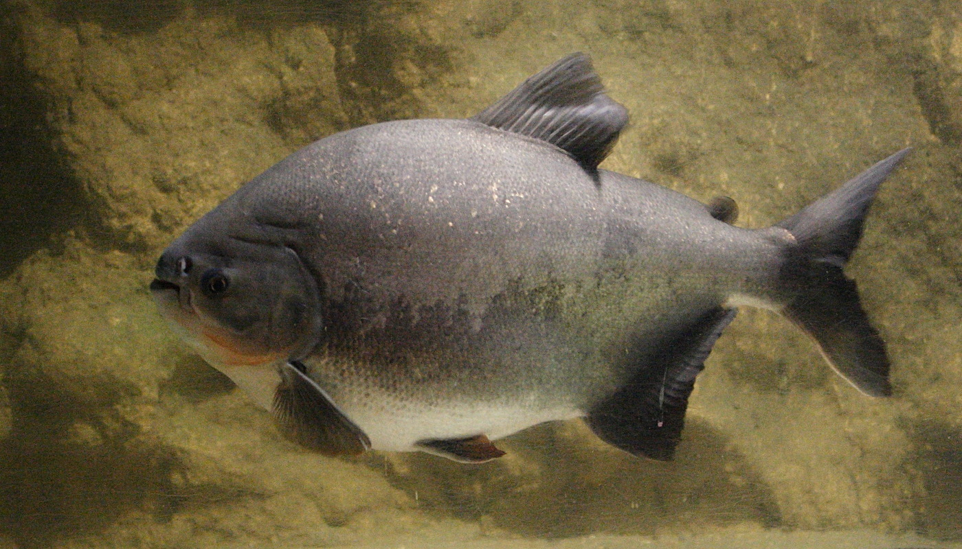 colossoma_macropomum2md