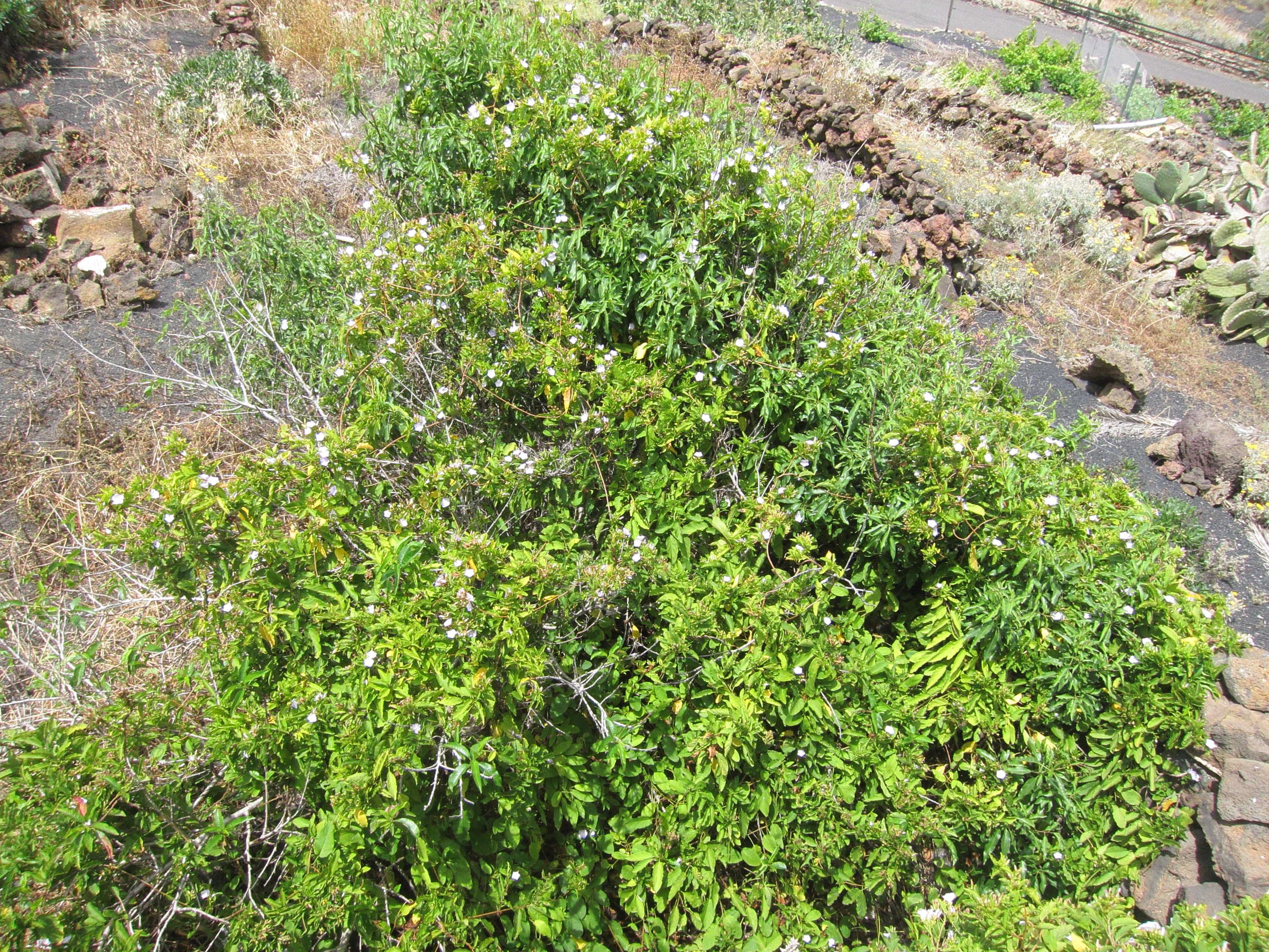 convolvulus_lopezsocasi1bd