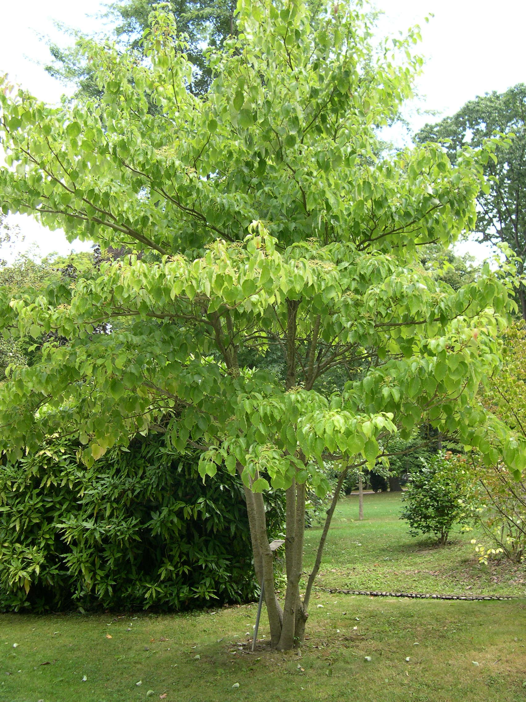 Afficher le média cornus_controversa1md cornus_controversa1md