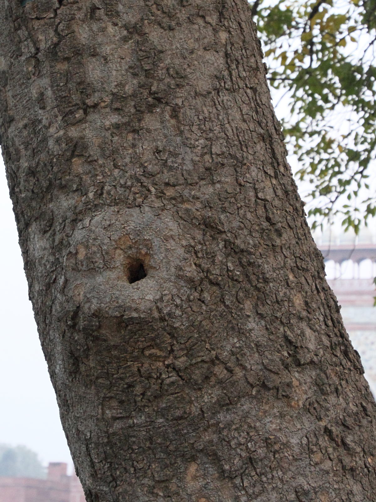 crateva_religiosa2md