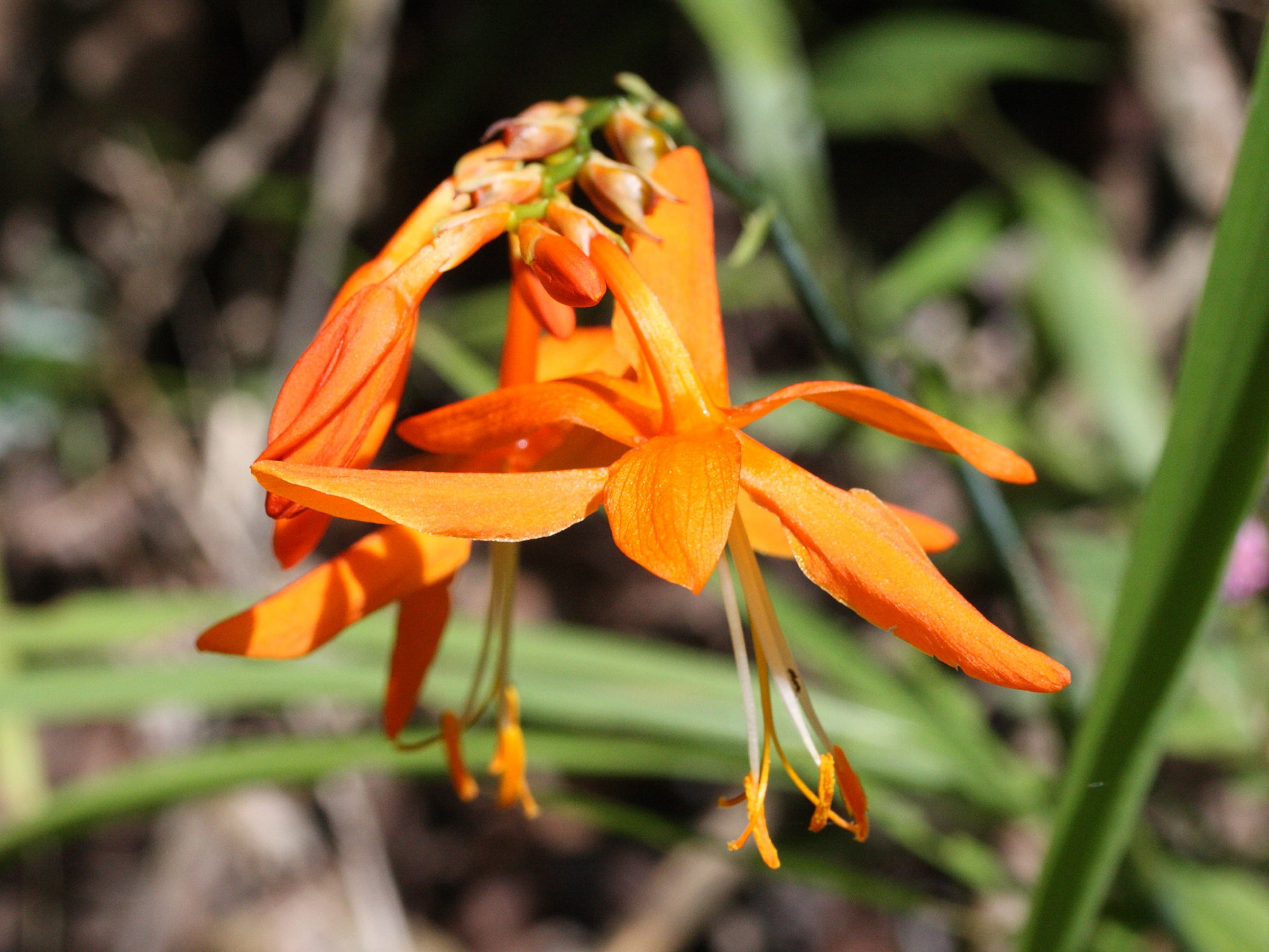 crocosmia_x_crocosmiiflora4md