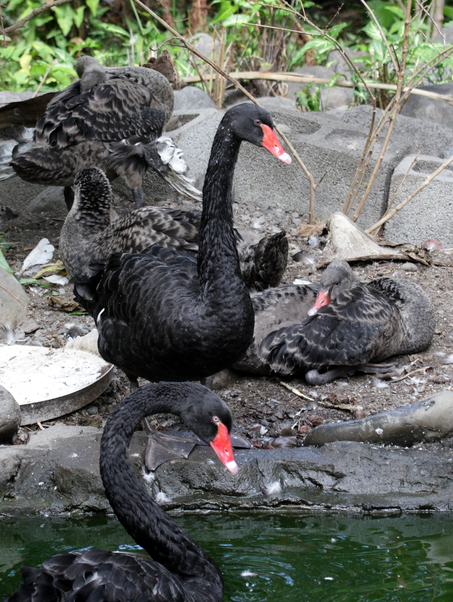 cygne_noir_-_cygnus_atratus3bd