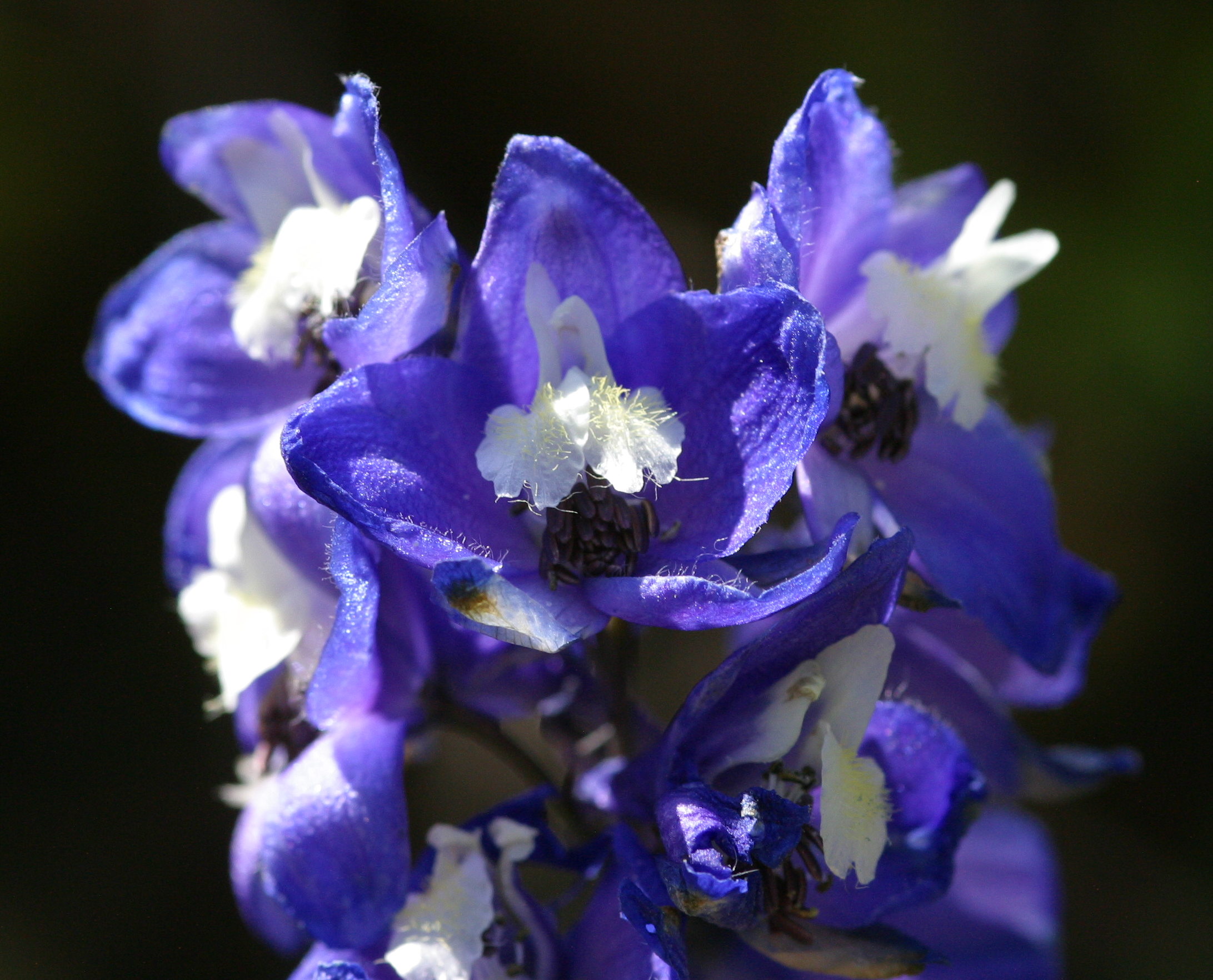 Afficher le média delphinium_elatum2md delphinium_elatum2md