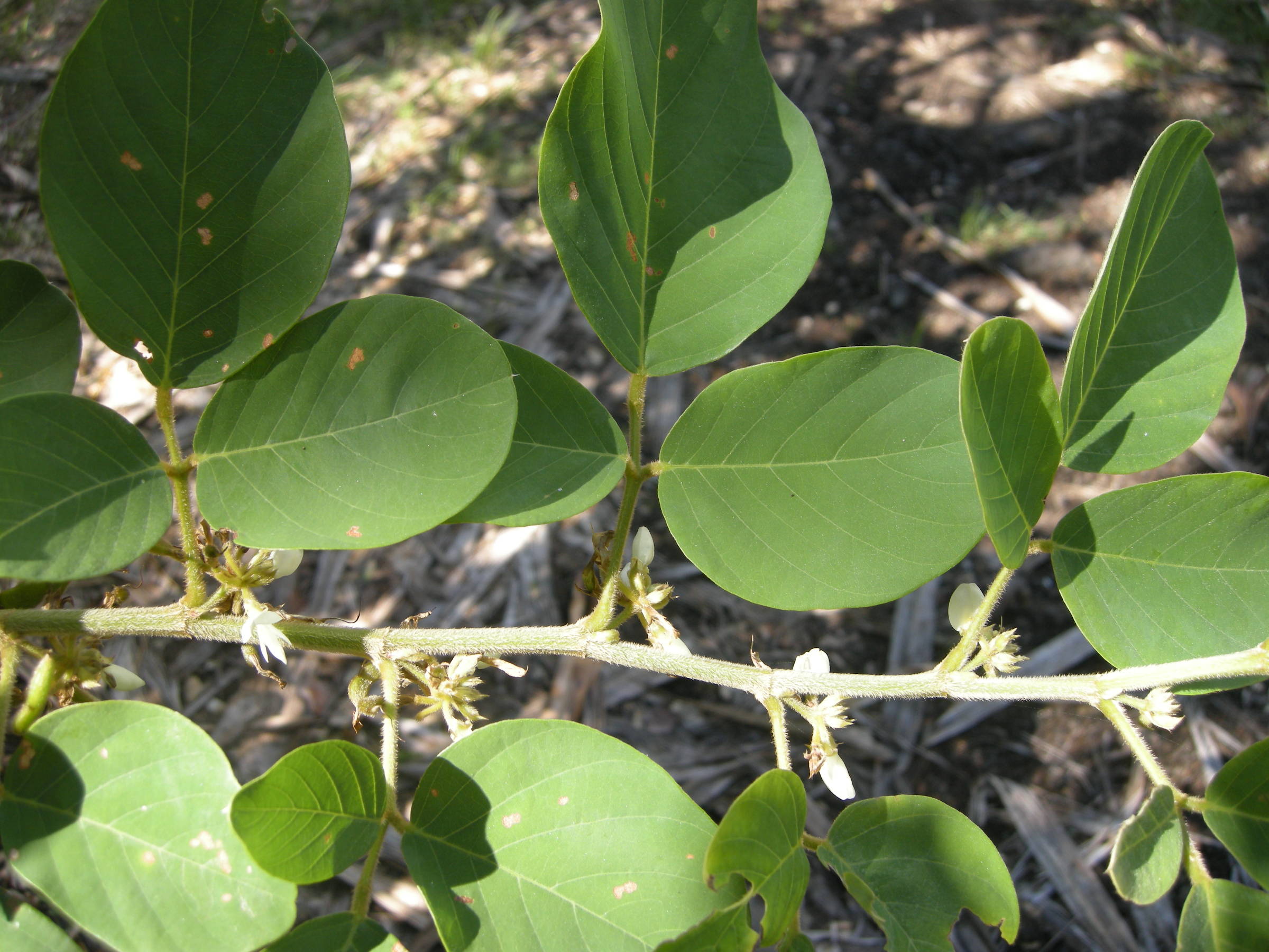 Afficher le média dendrolobium_umbellatum1md dendrolobium_umbellatum1md