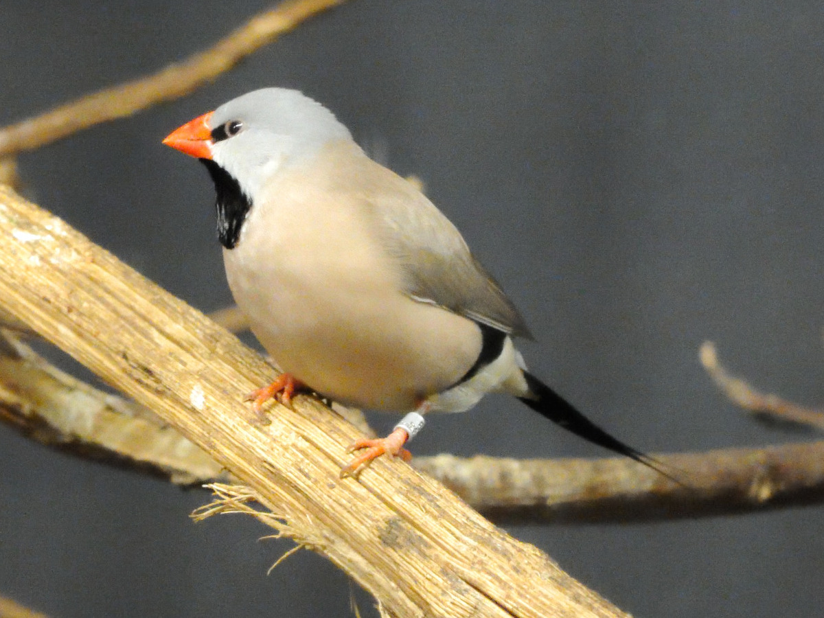 diamant_a_longue_queue_-_poephila_acuticauda1md