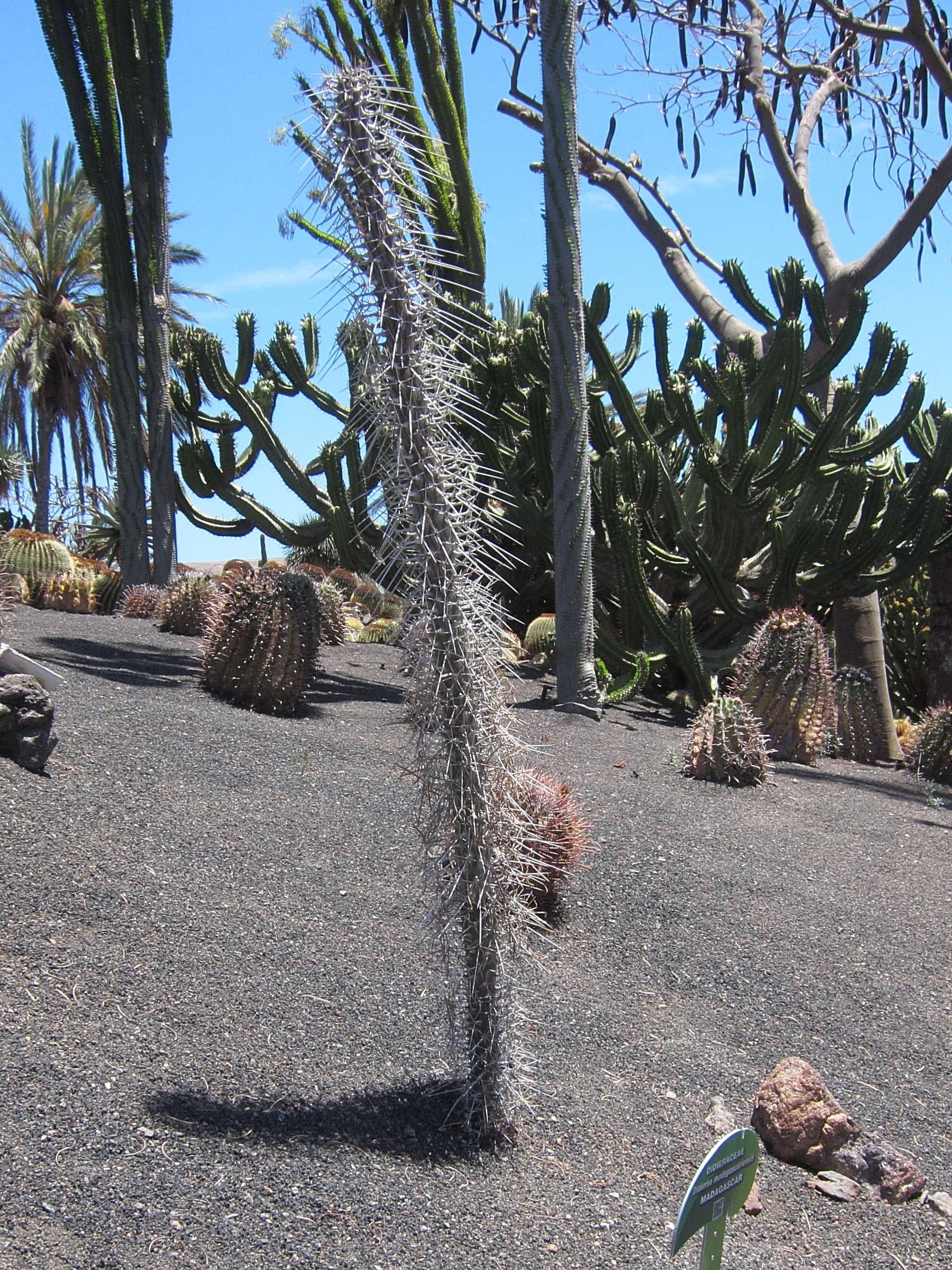 Afficher le média didierea_madagascarensis1bd didierea_madagascarensis1bd