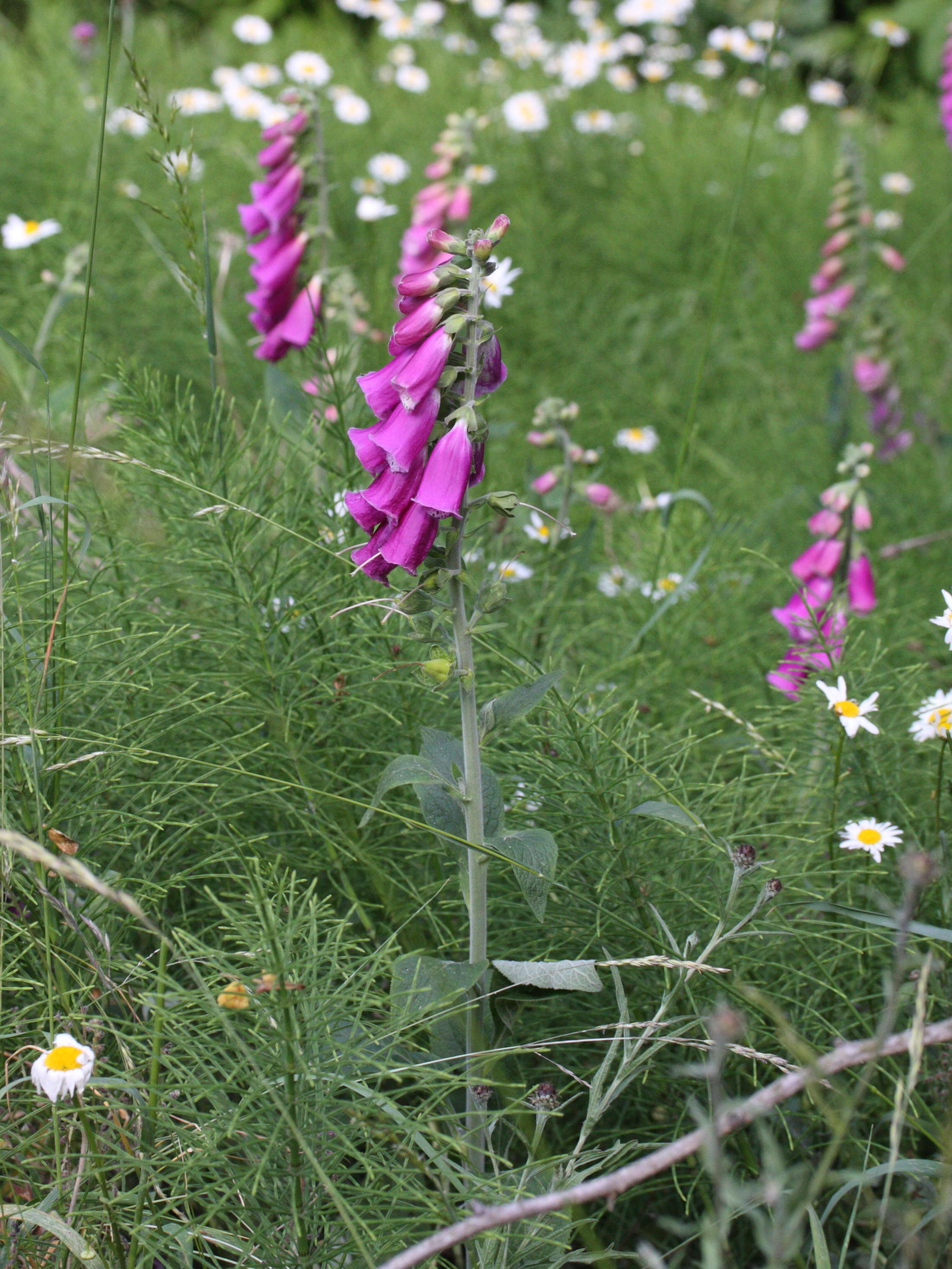 digitalis_purpurea1md