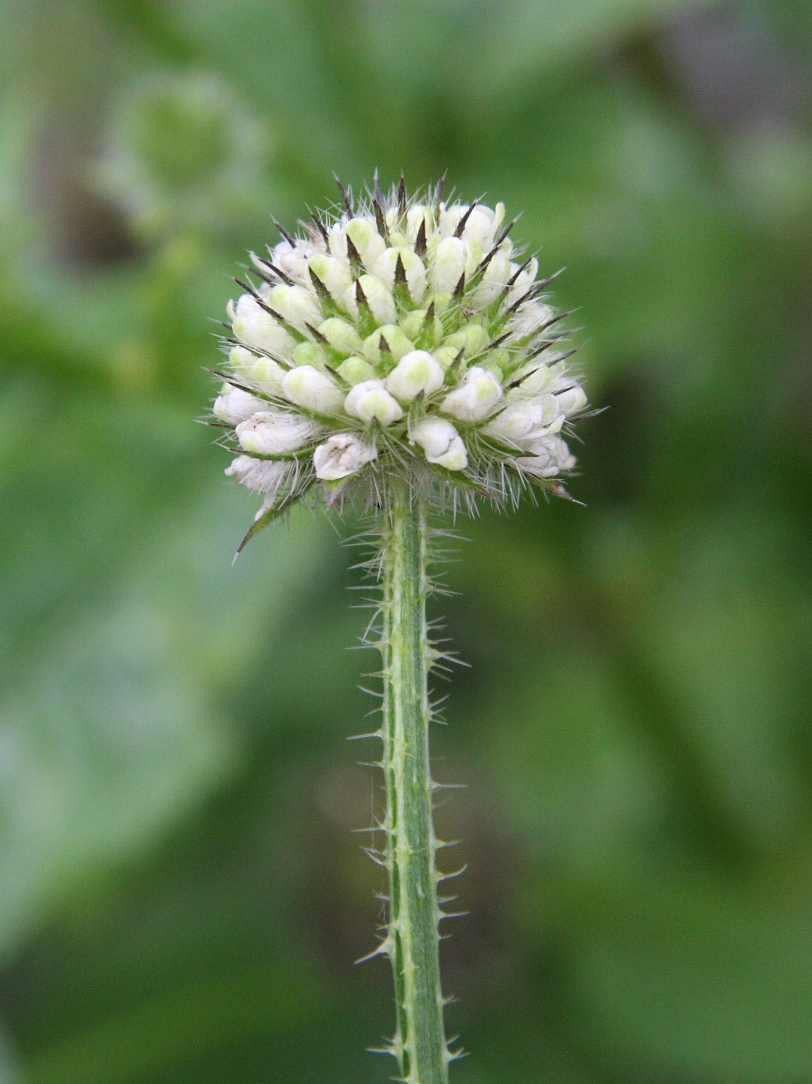 dipsacus_pilosus2md