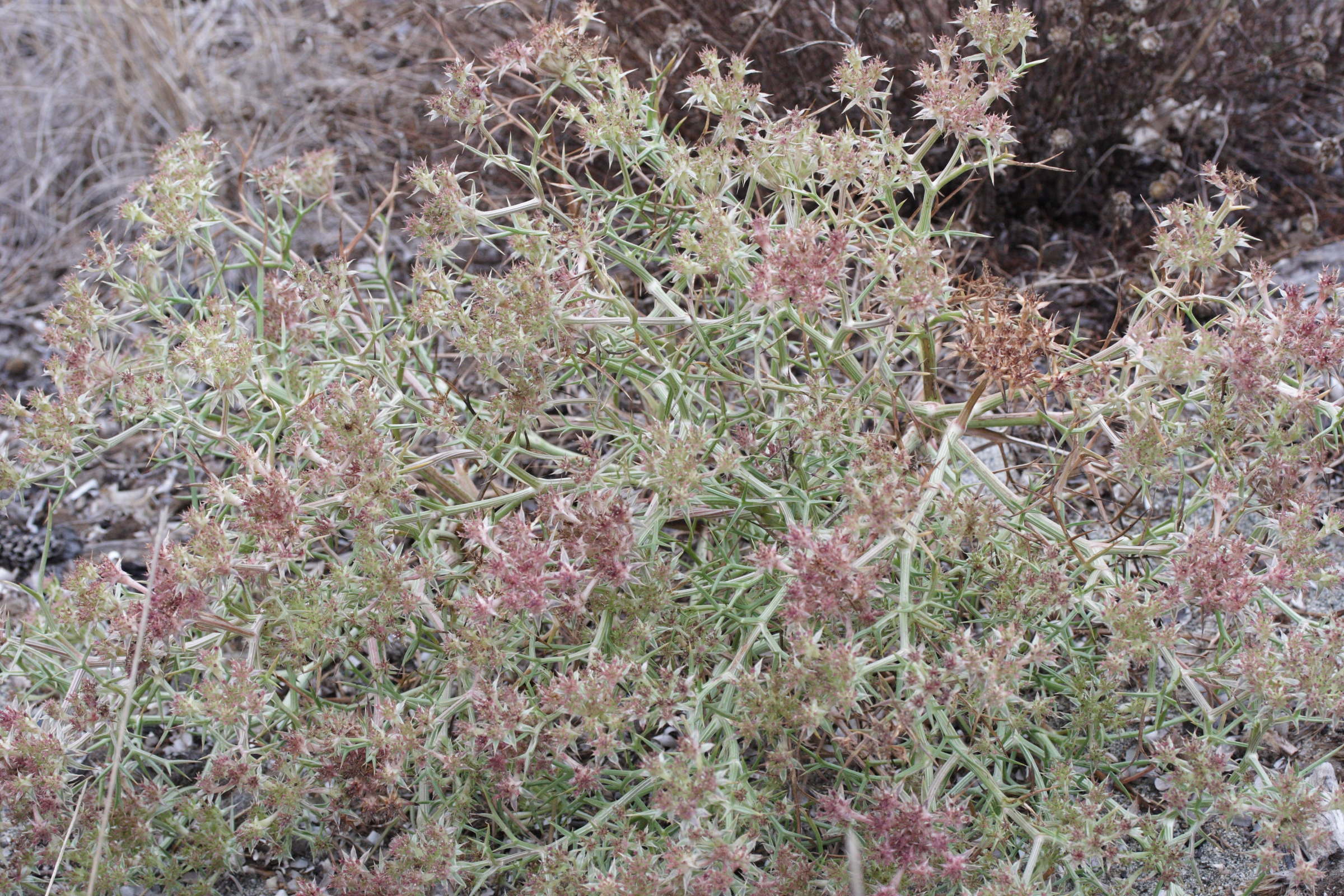 Afficher le média echinophora_spinosa7md echinophora_spinosa7md