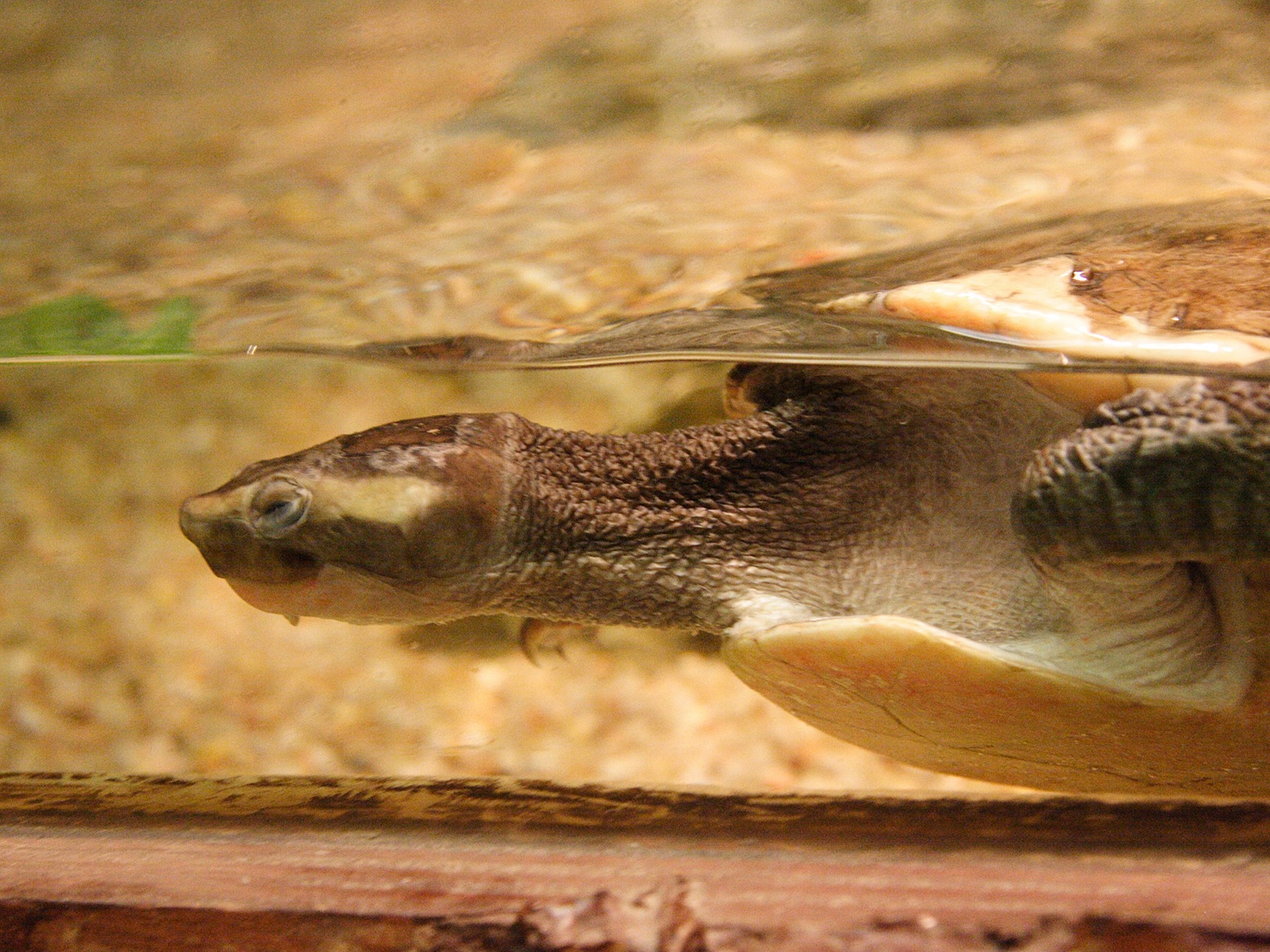 emydura_subglobosa2md