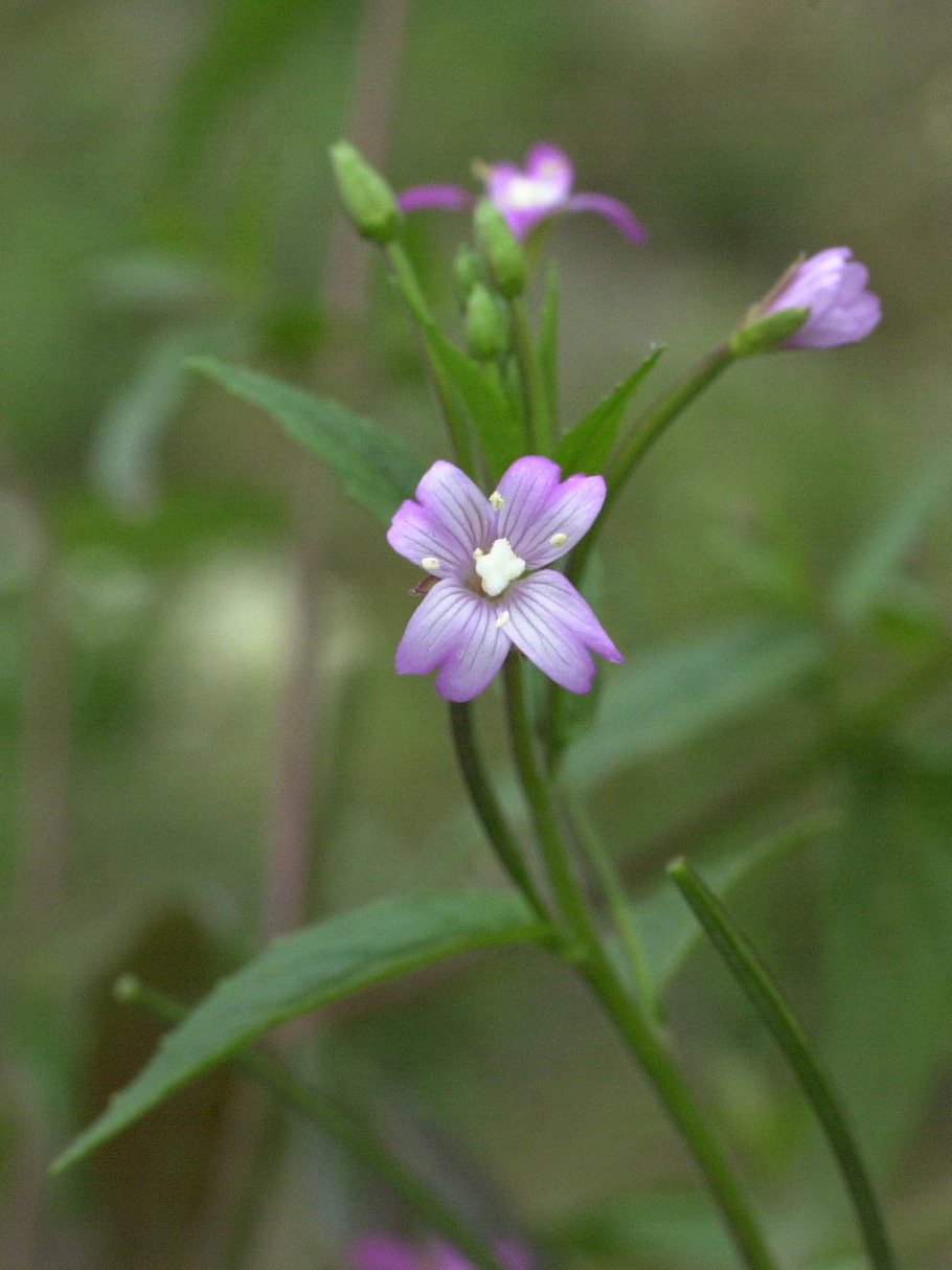 Afficher le média epilobium_parviflorum1md epilobium_parviflorum1md