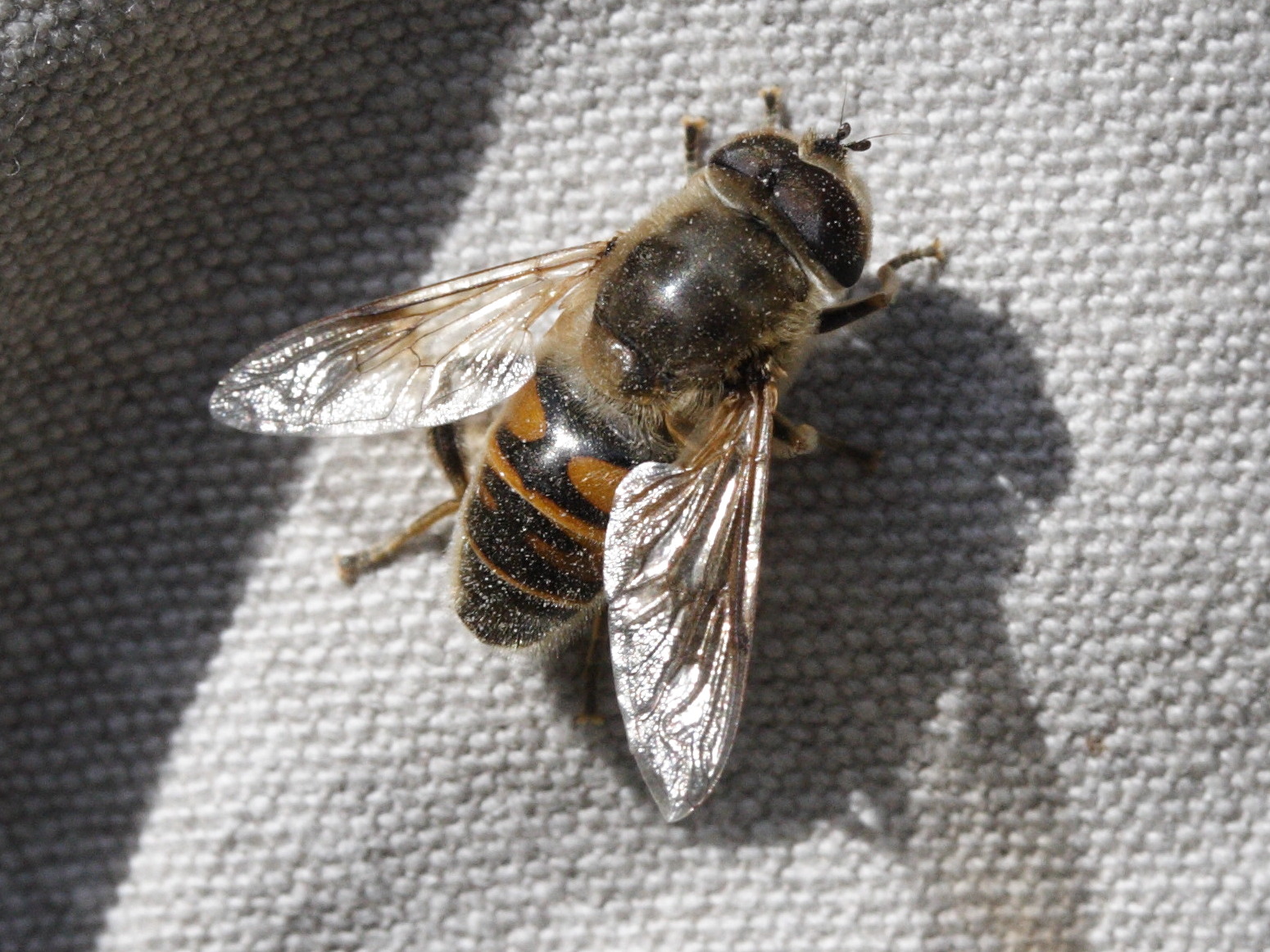 eristalis_interrupta1md