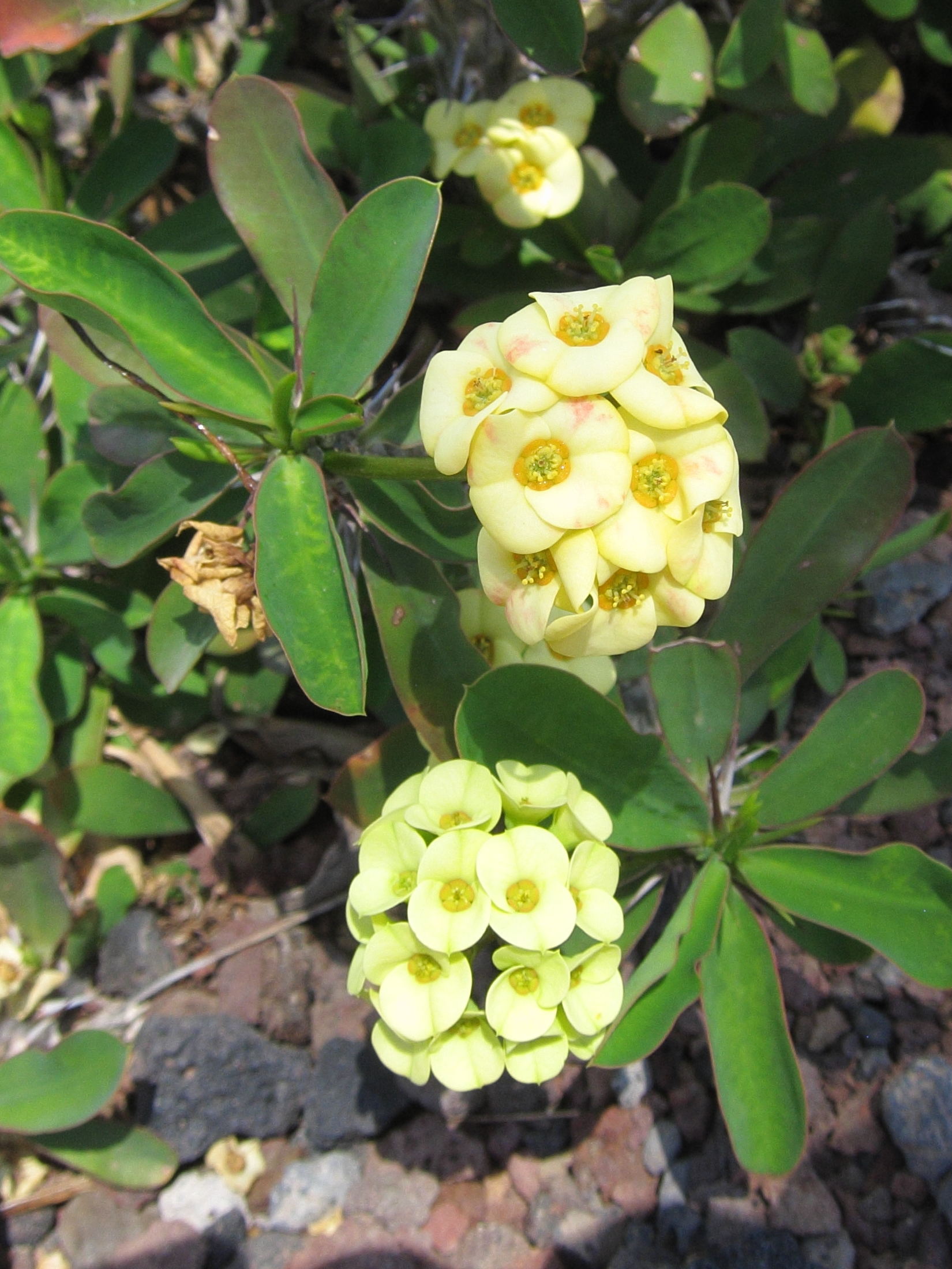 euphorbia_milii4bd