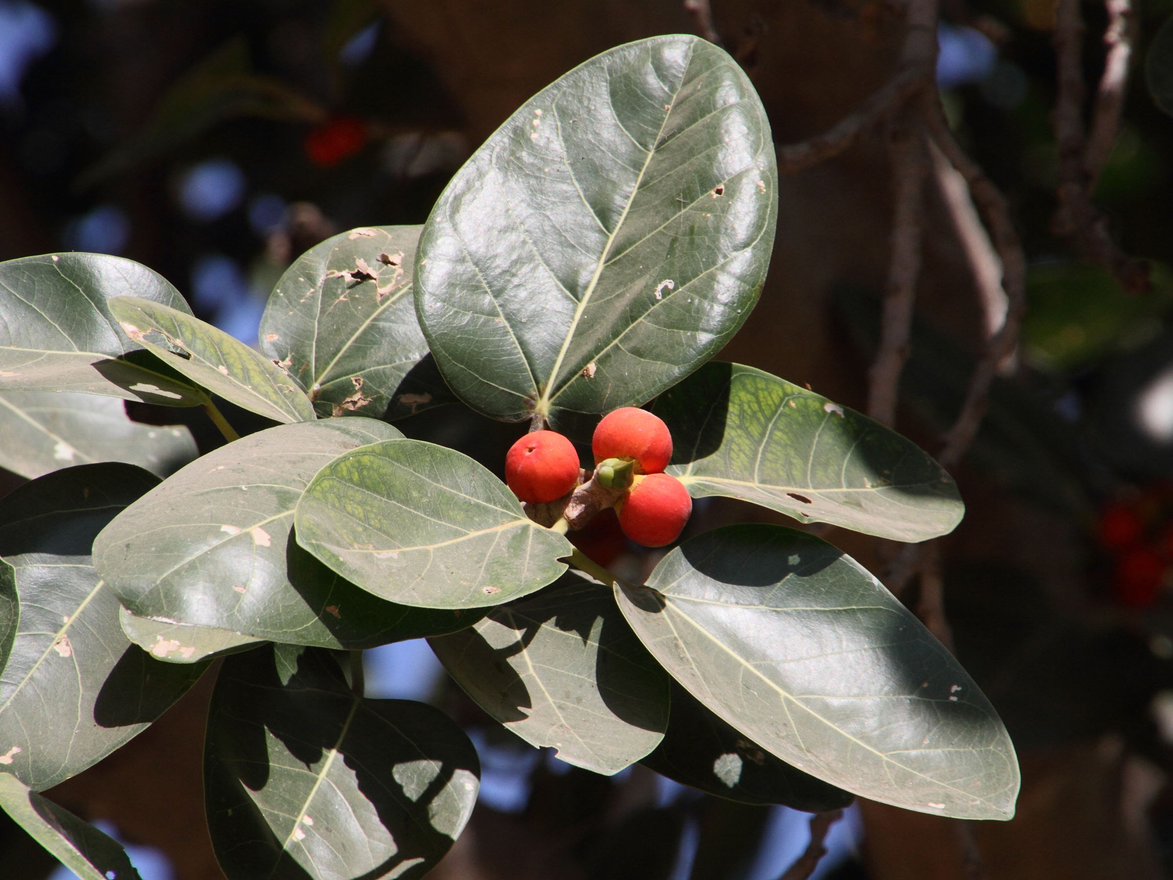 ficus_benghalensis5md