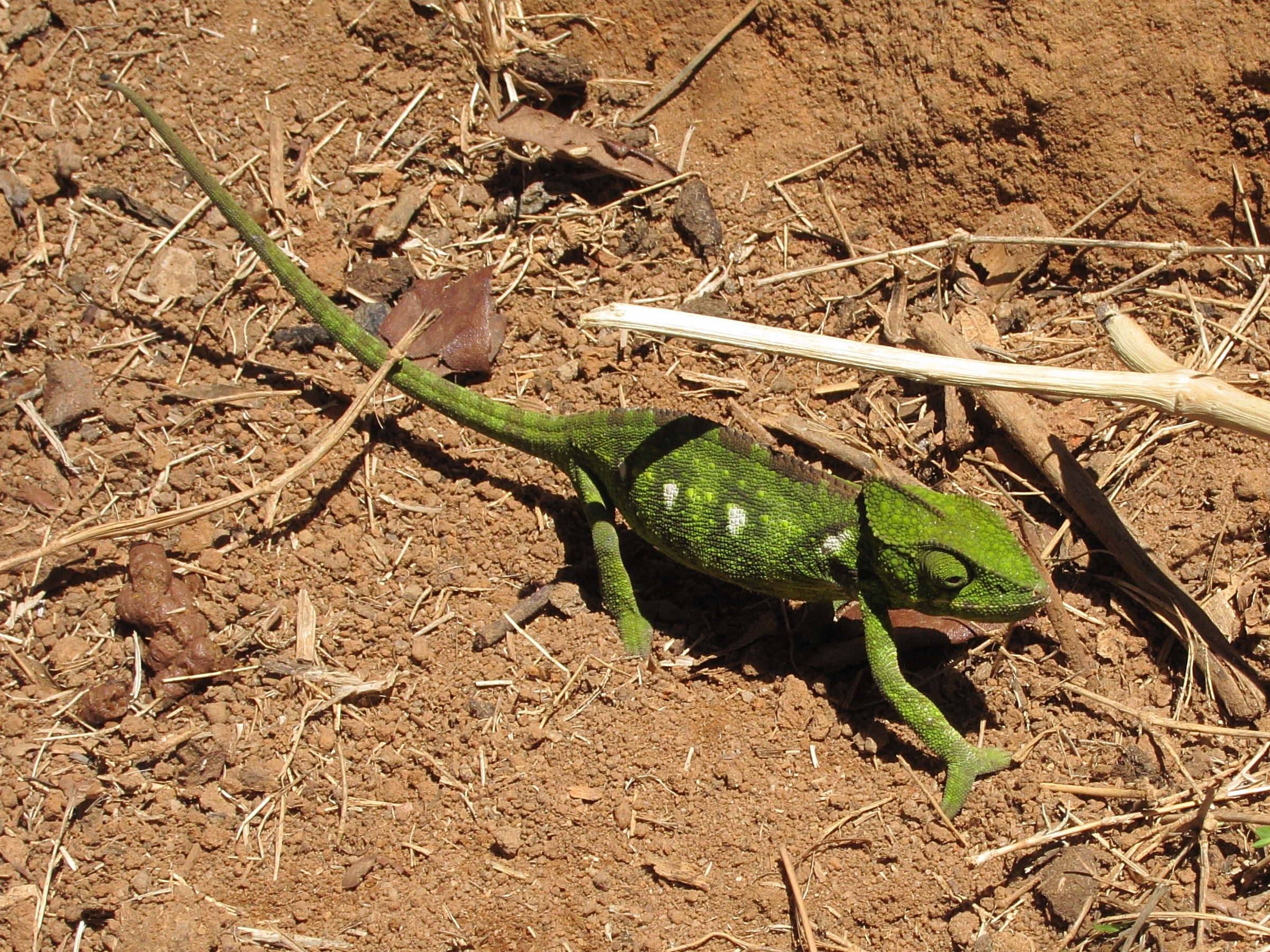 furcifer_verrucosus4bd