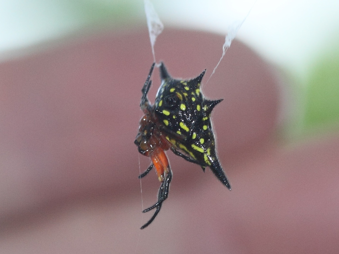 gasteracantha_rhomboidea_comorensis3md