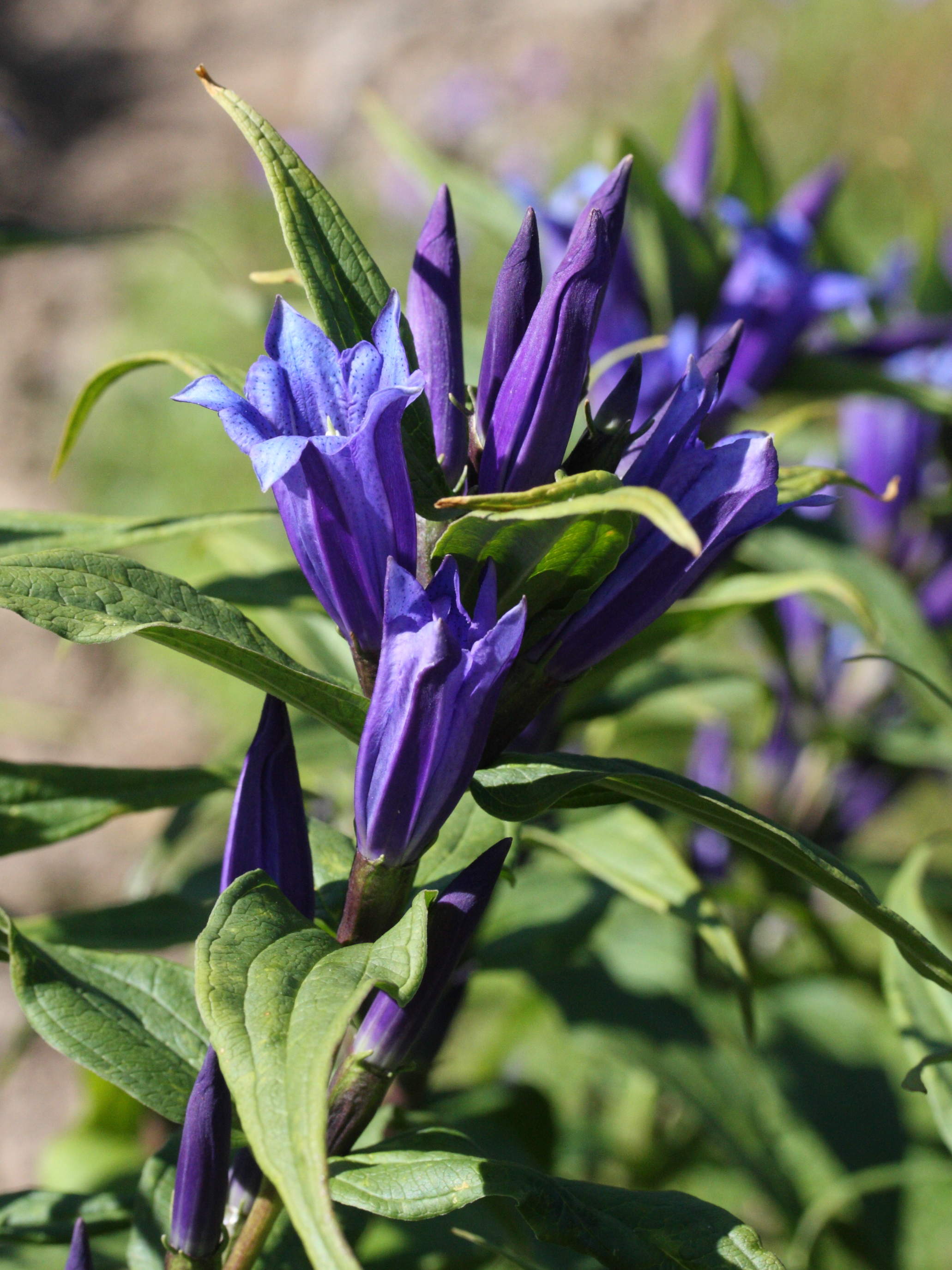 gentiana_asclepiadea2md