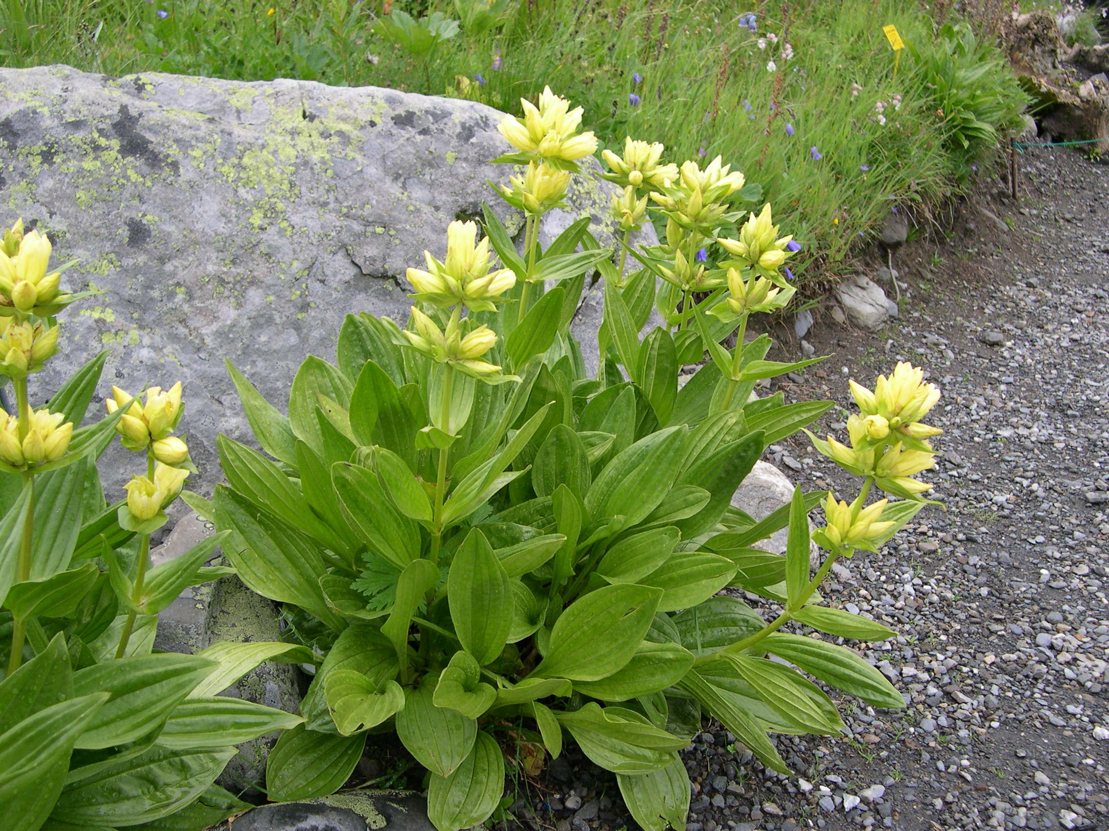 gentiana_burseri_burseri1md