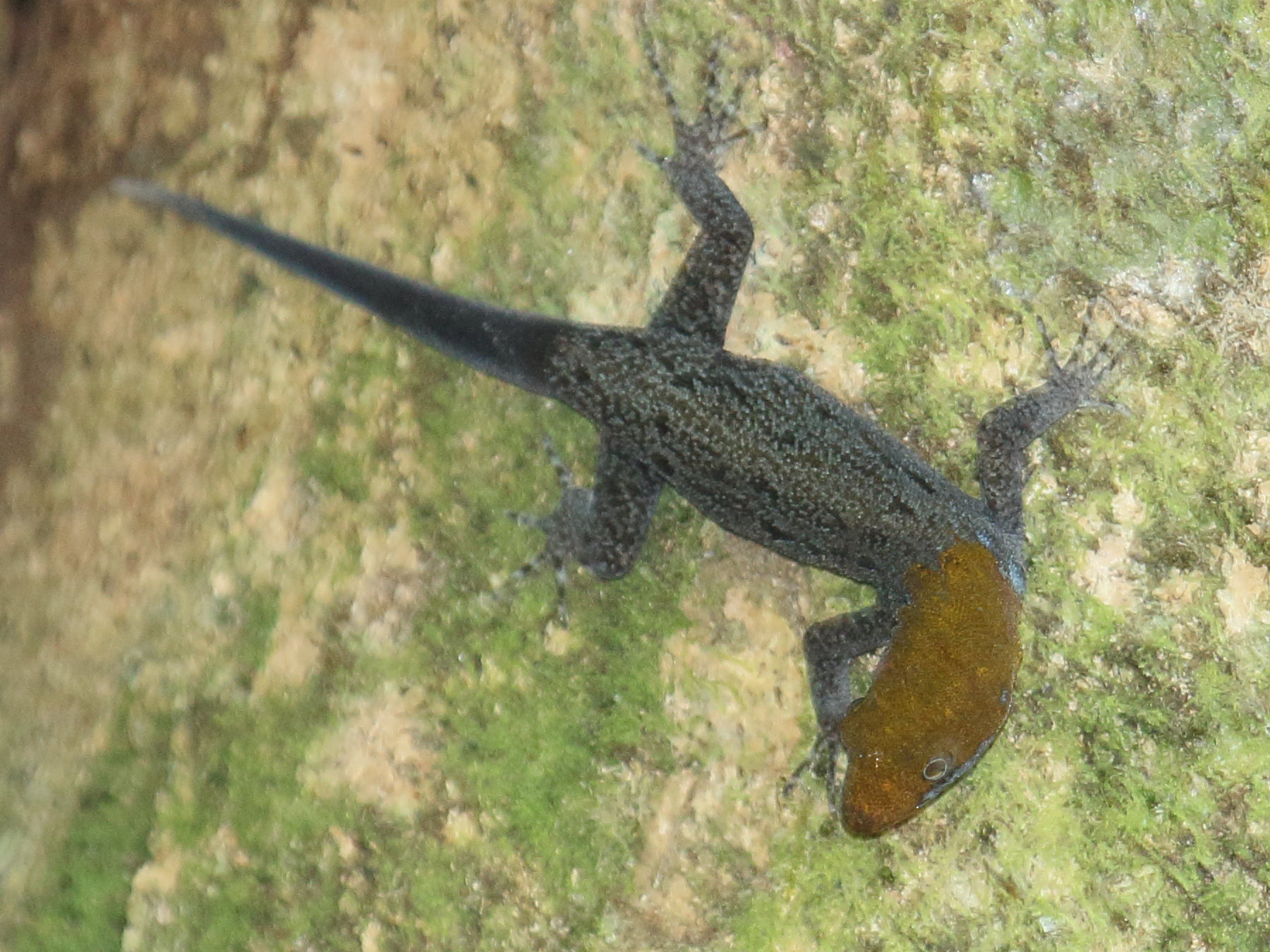 gonatodes_albogularis1bd