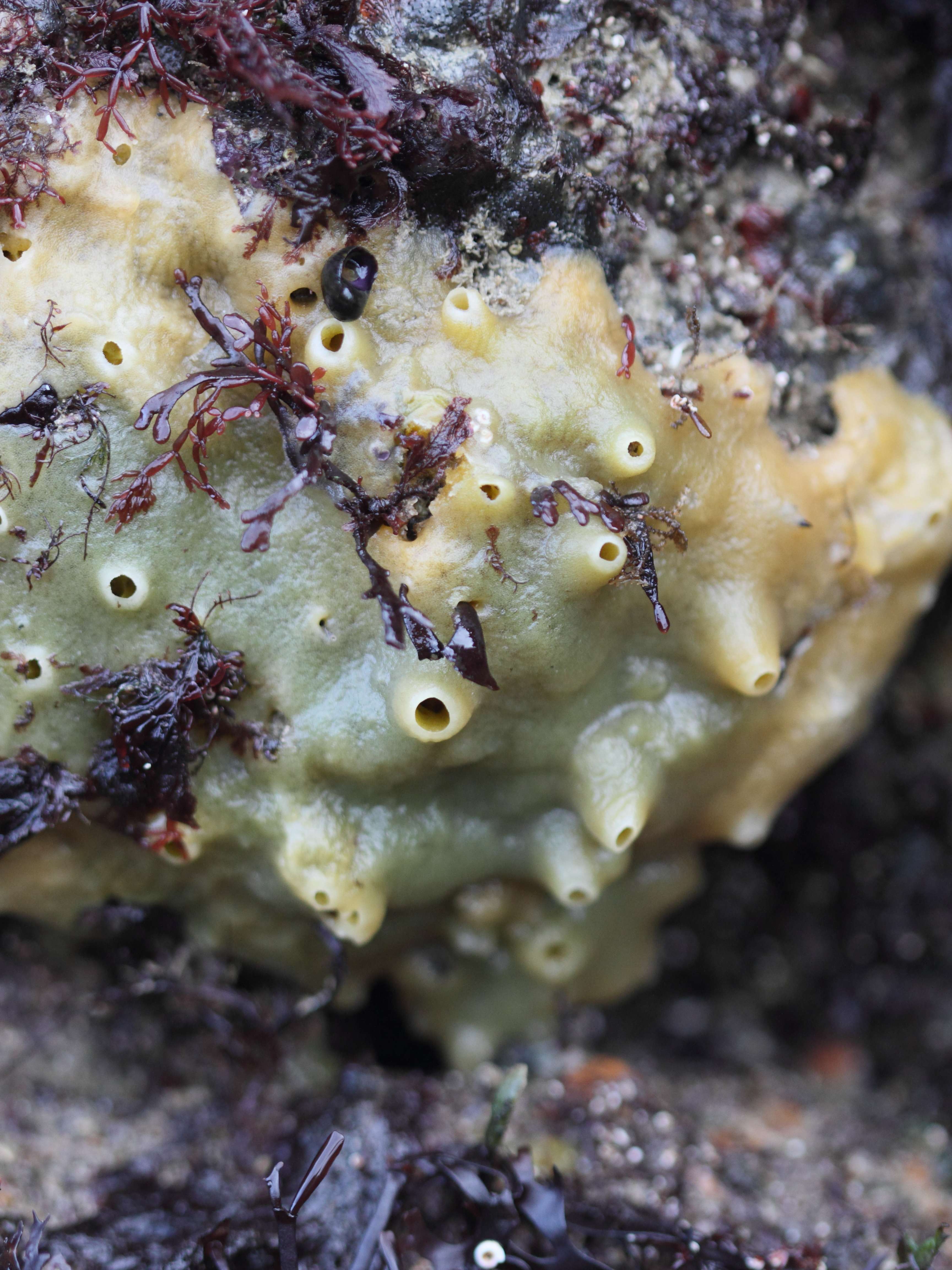 halichondria_panicea1bd