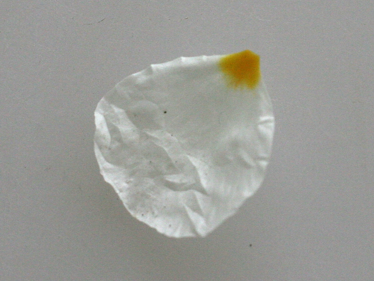 Afficher le média helianthemum_apenninum4md helianthemum_apenninum4md