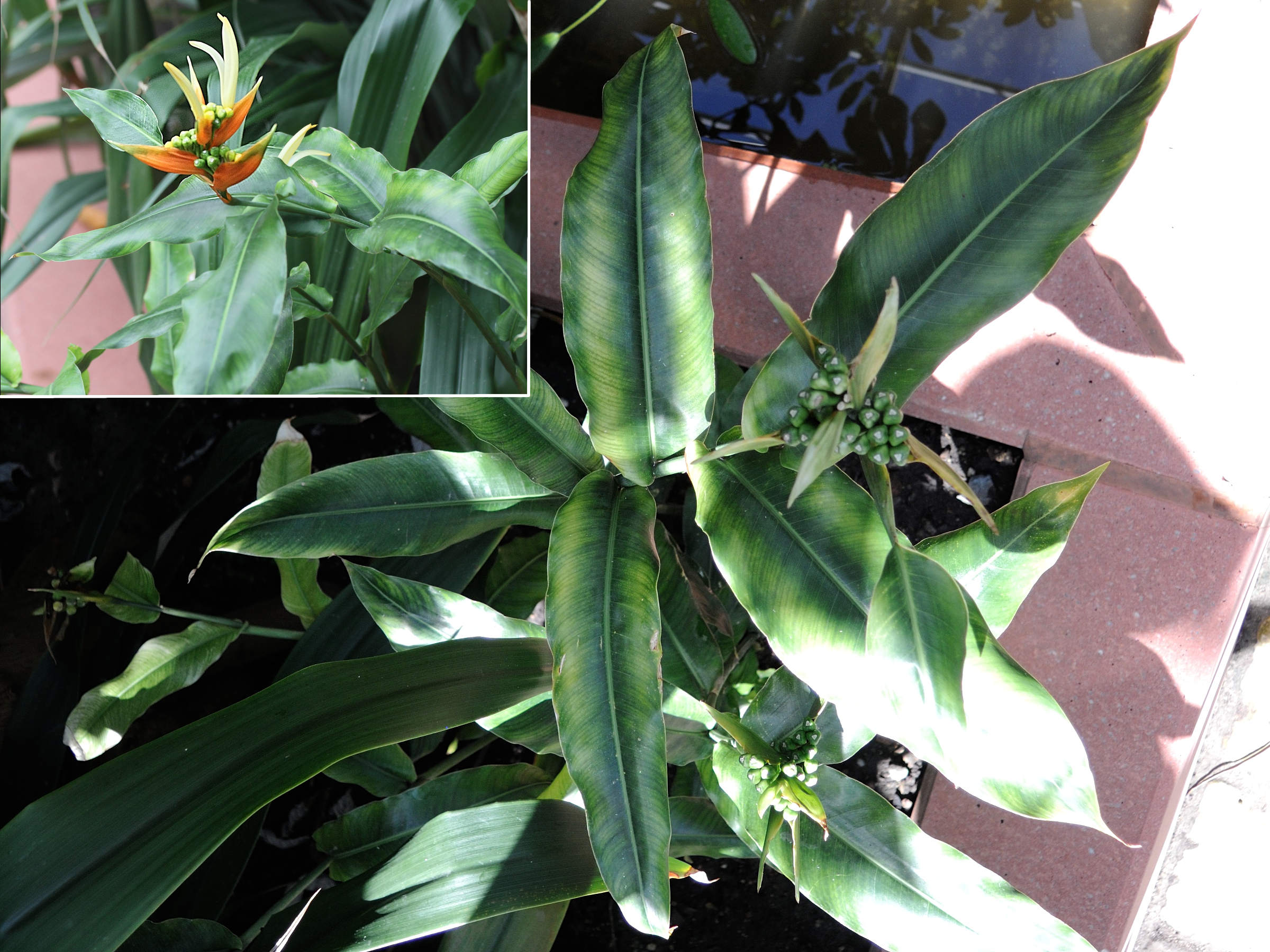 heliconia_aurantiaca1md