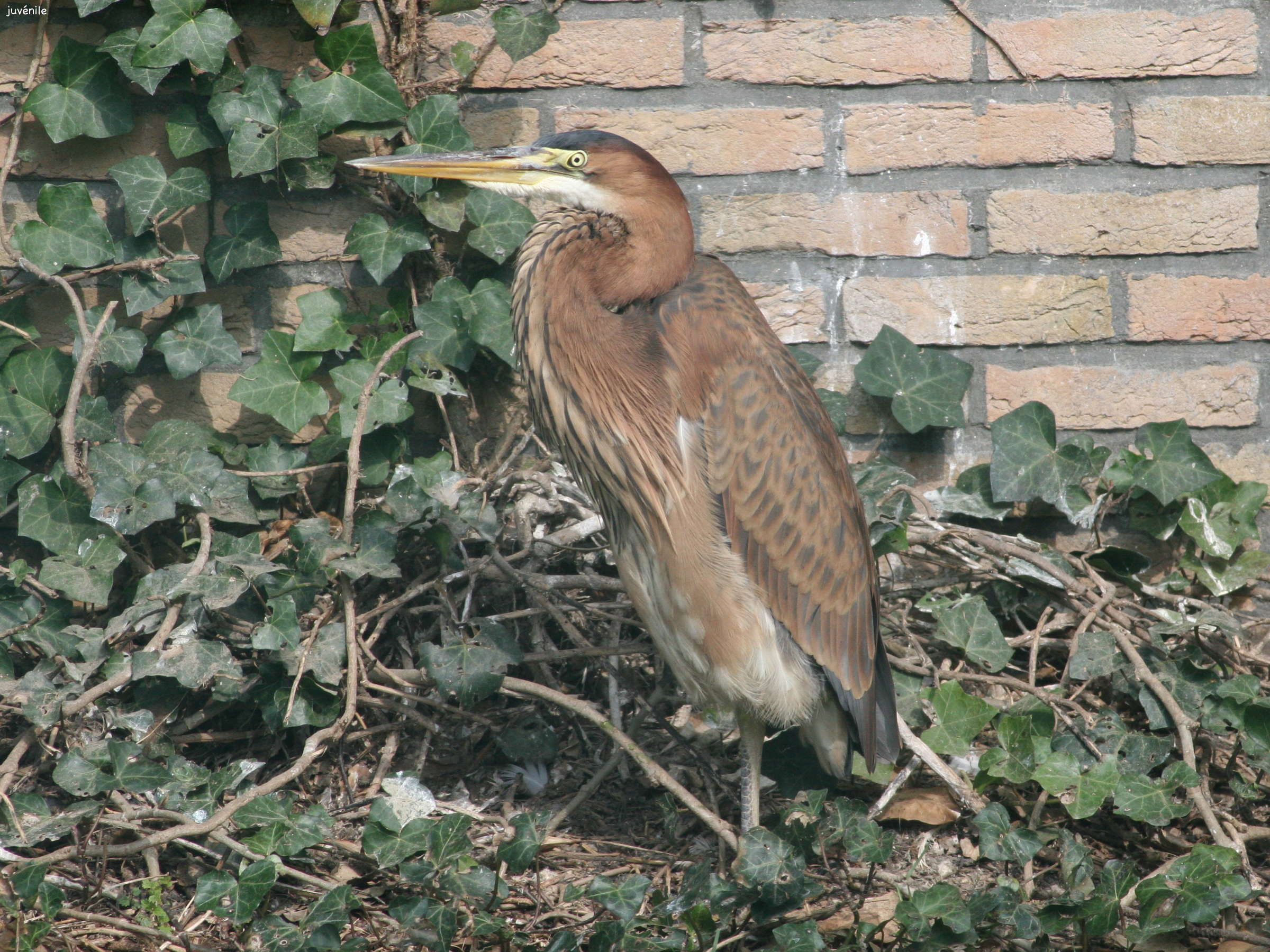 heron_pourpre_-_ardea_purpurea10md