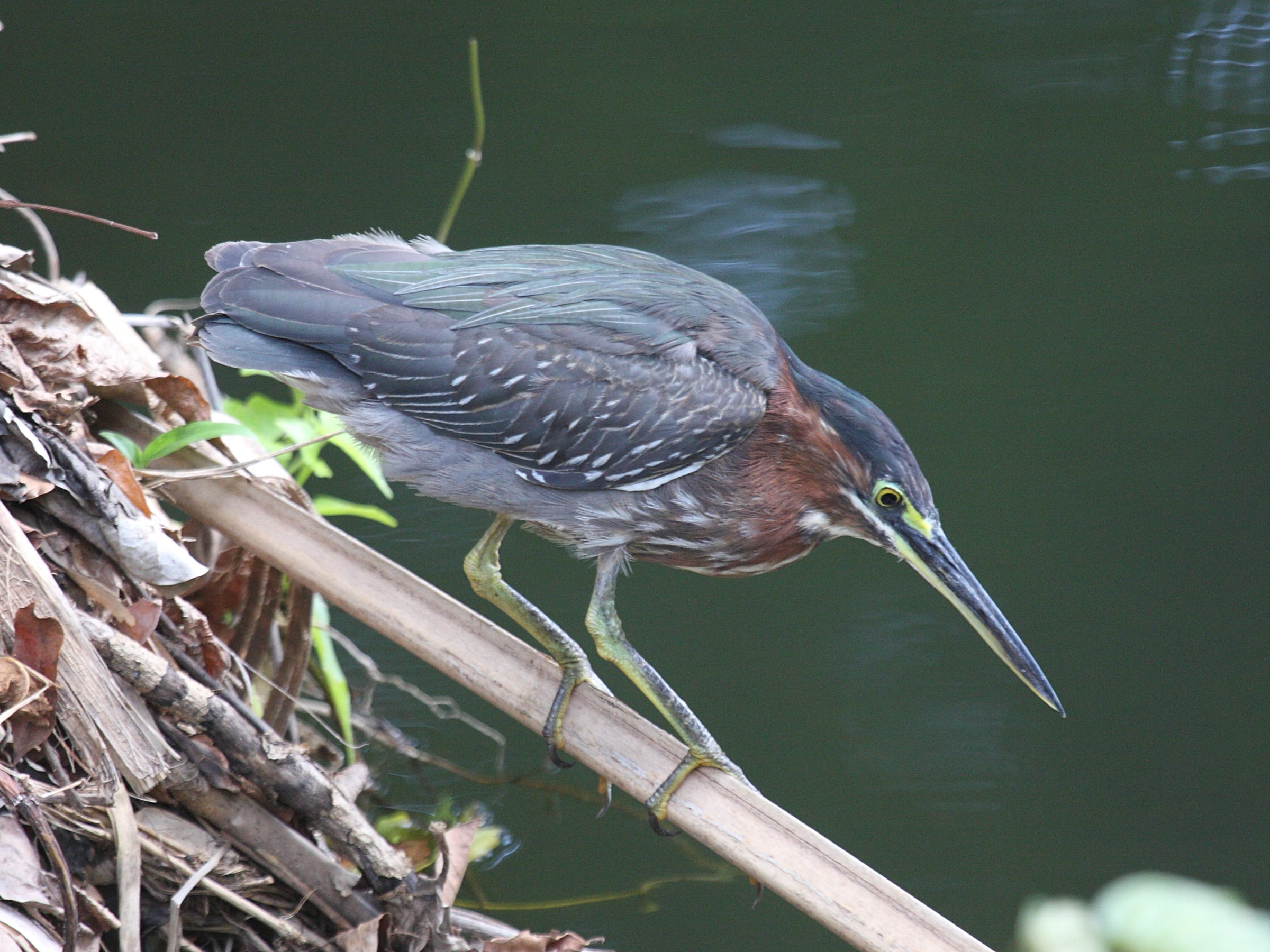 heron_vert_-_butorides_virescens3bd