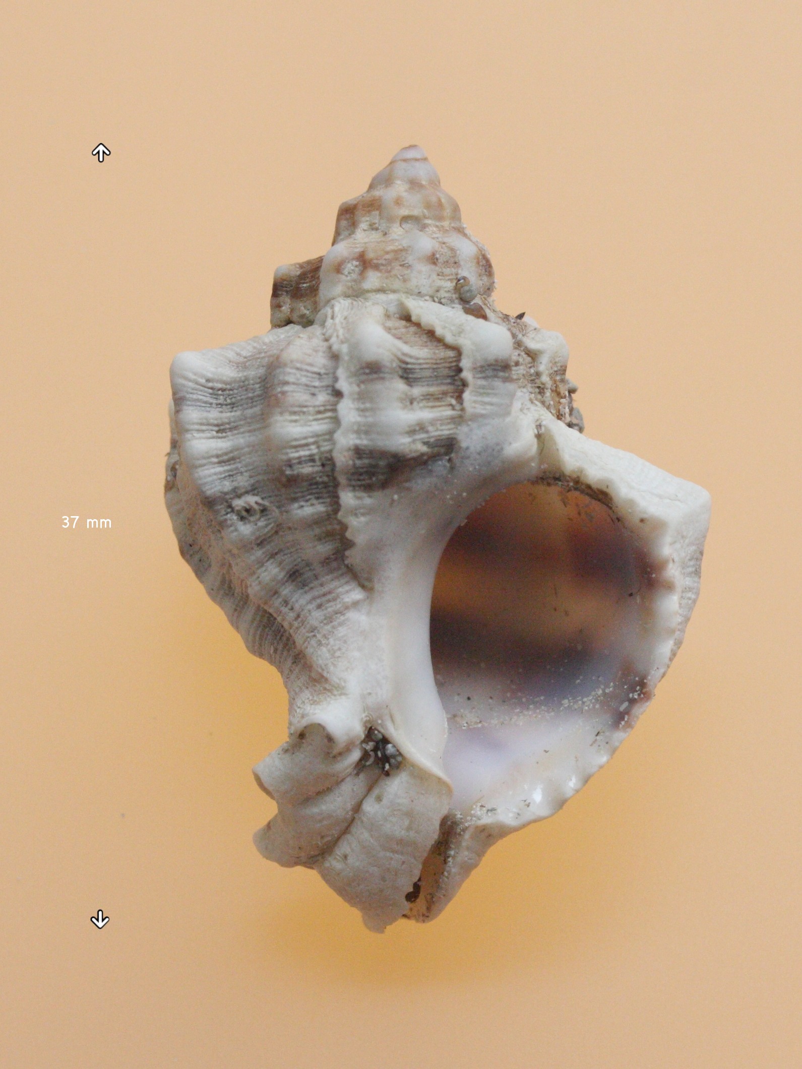 hexaplex_trunculus2md