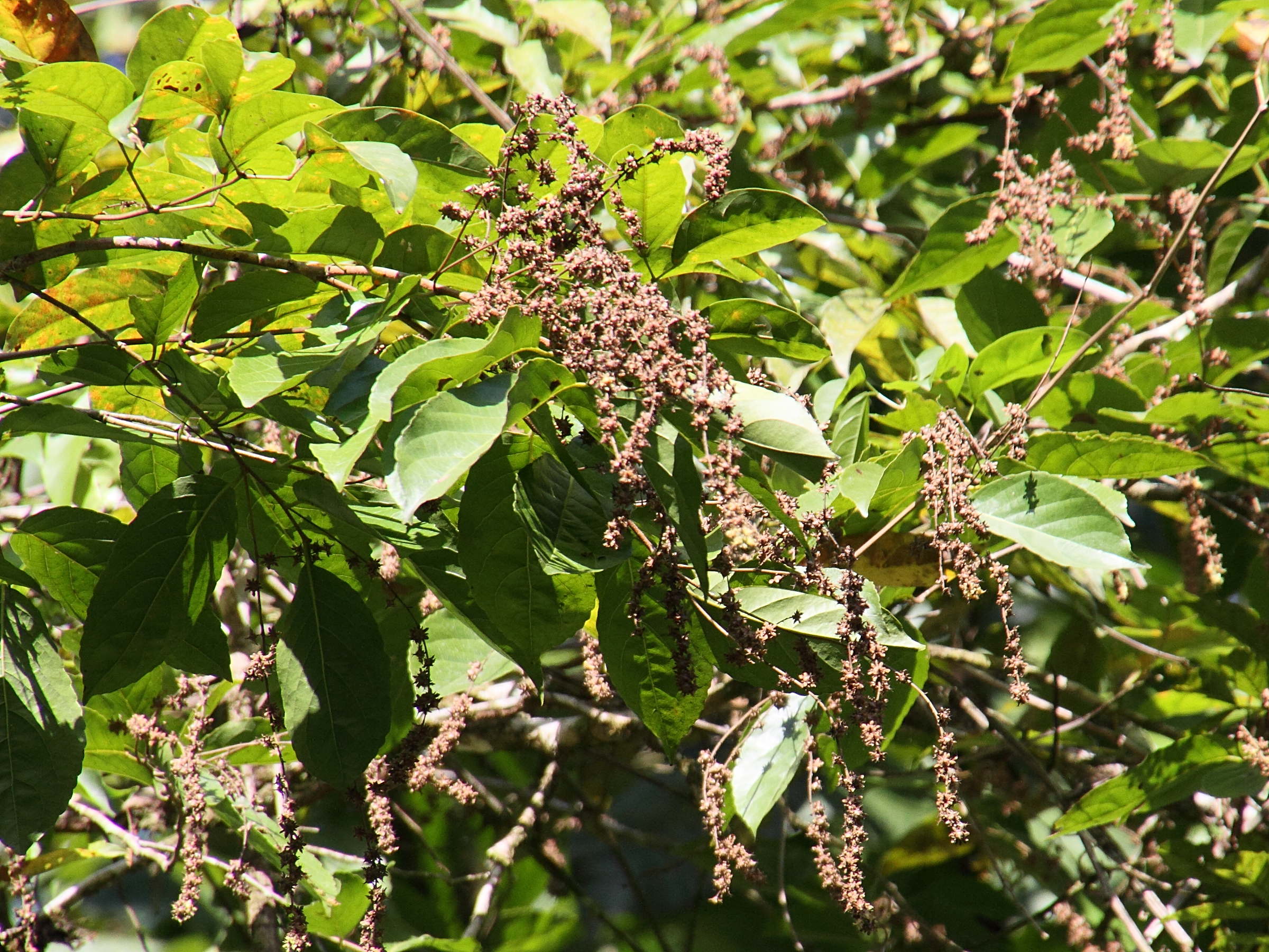 Afficher le média homalium_guianense2mdjpg homalium_guianense2mdjpg