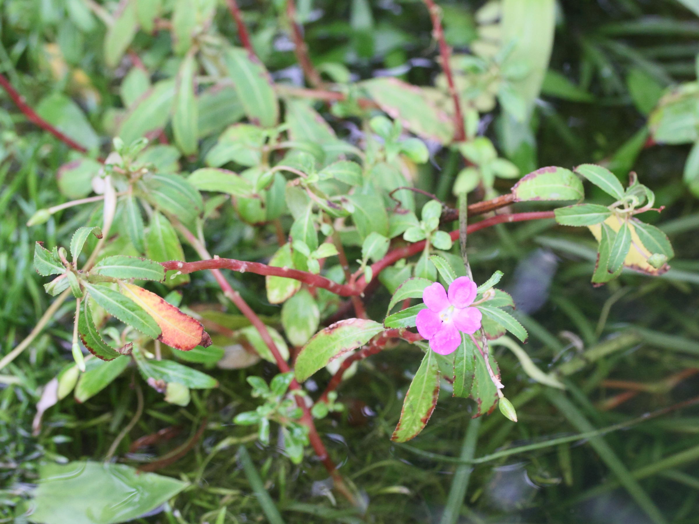 impatiens_irvingii1md