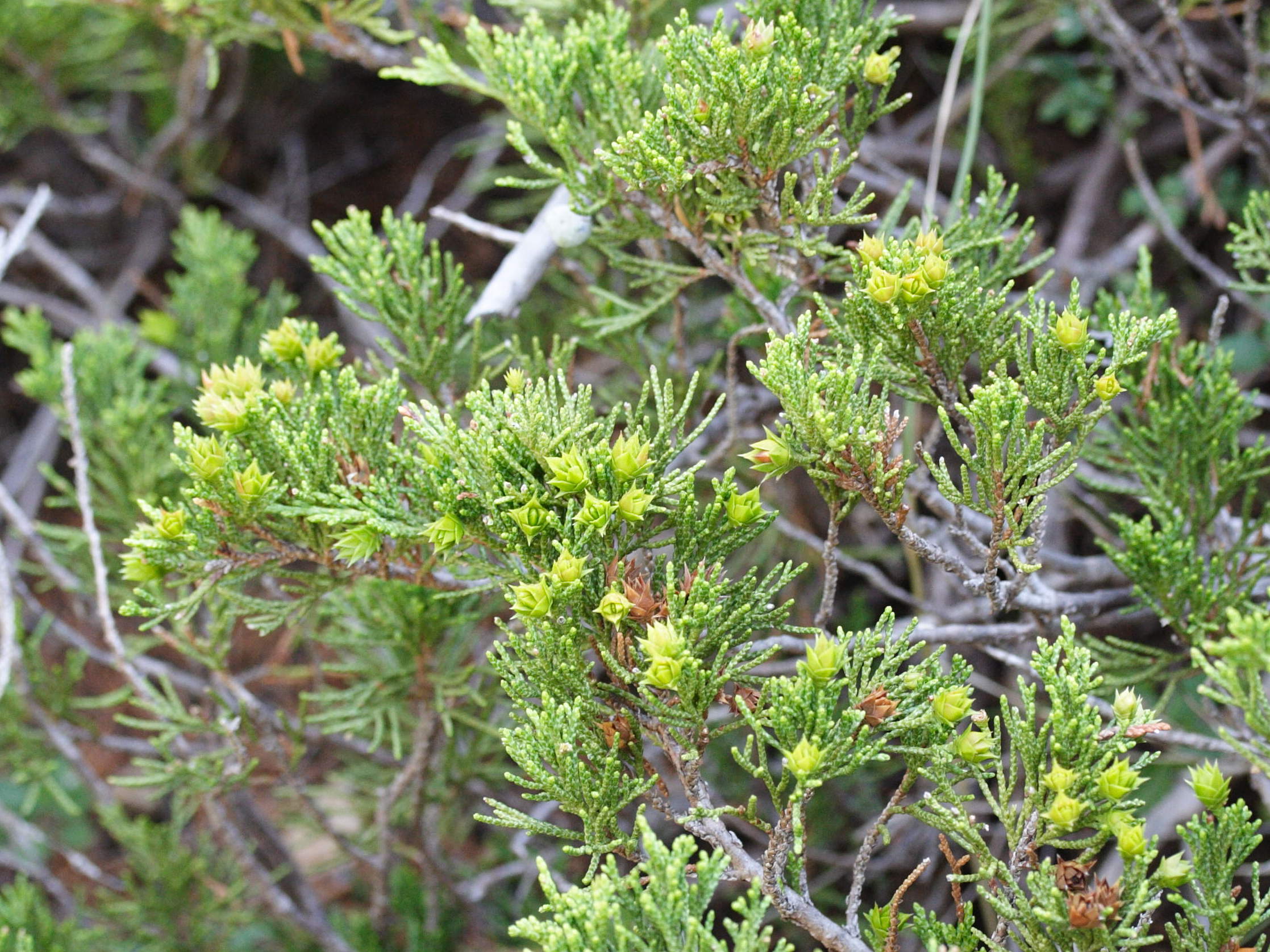 juniperus_sabina4md