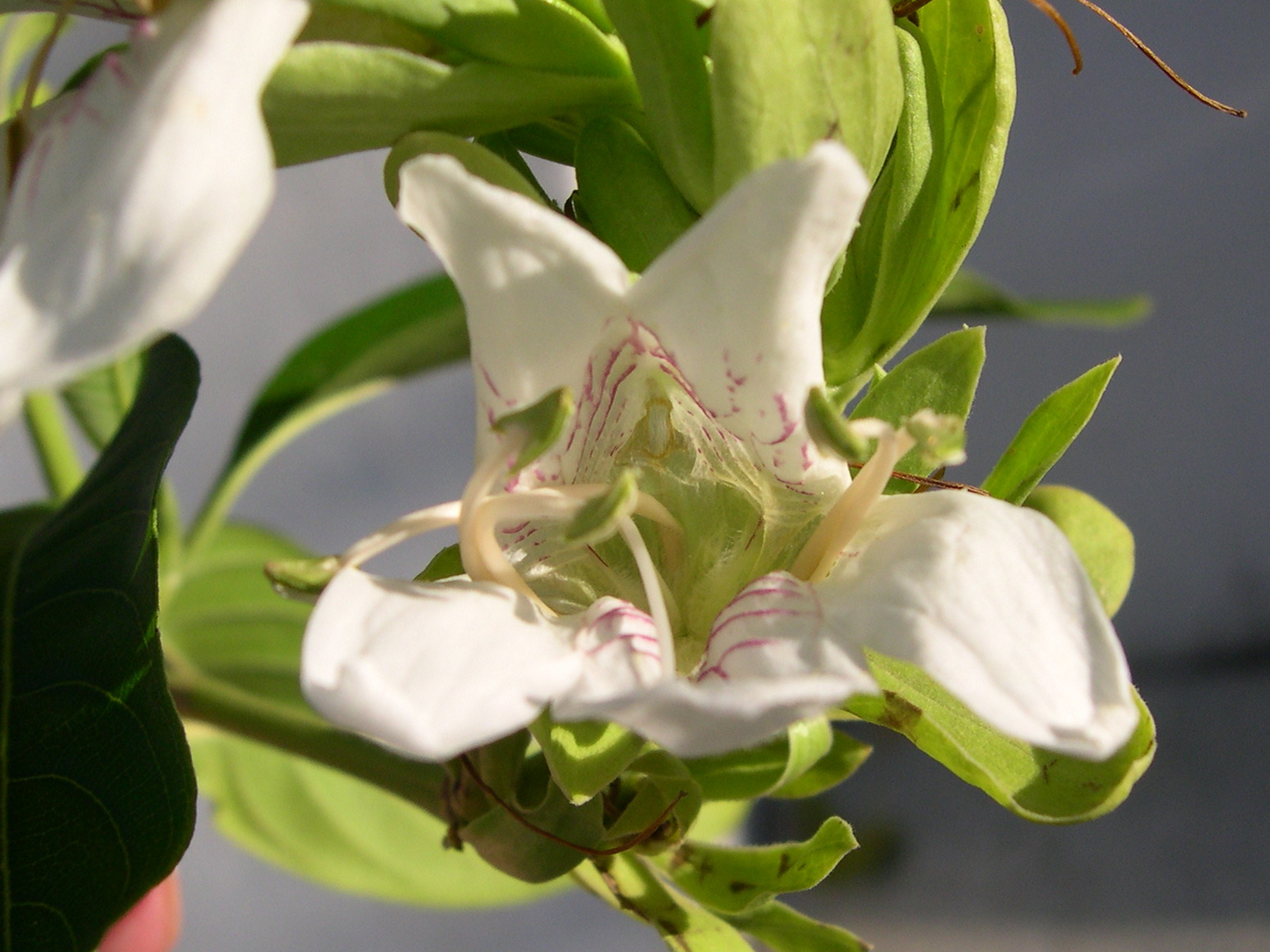 justicia_adhatoda3md