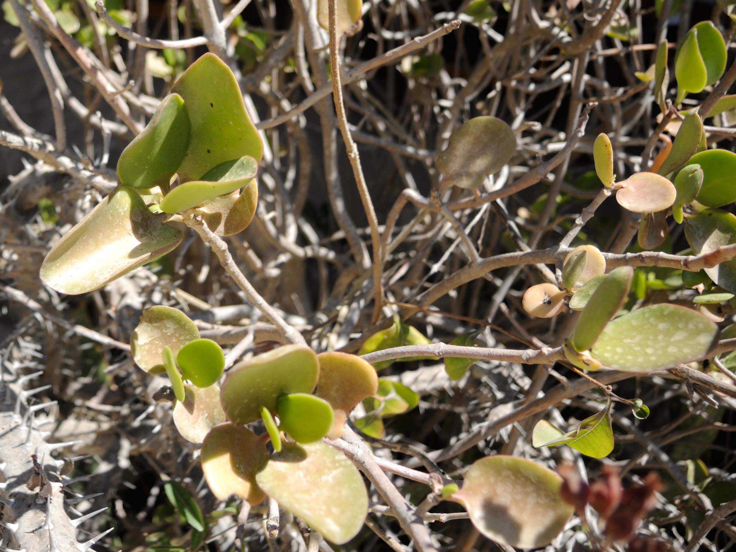 kalanchoe_bracteata2md