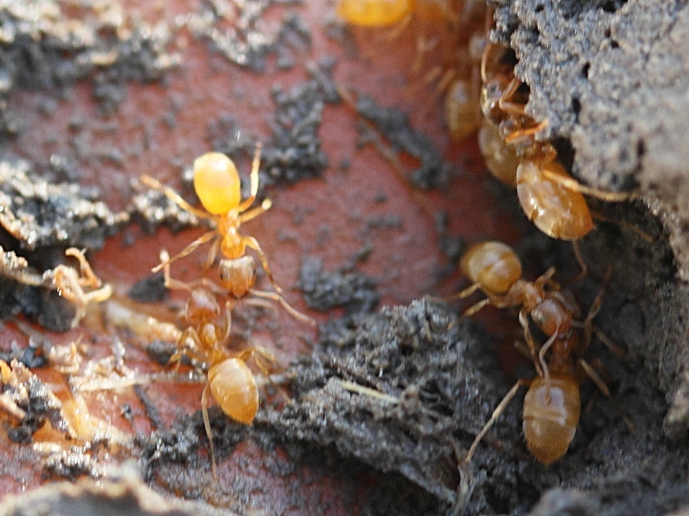 lasius_flavus1md
