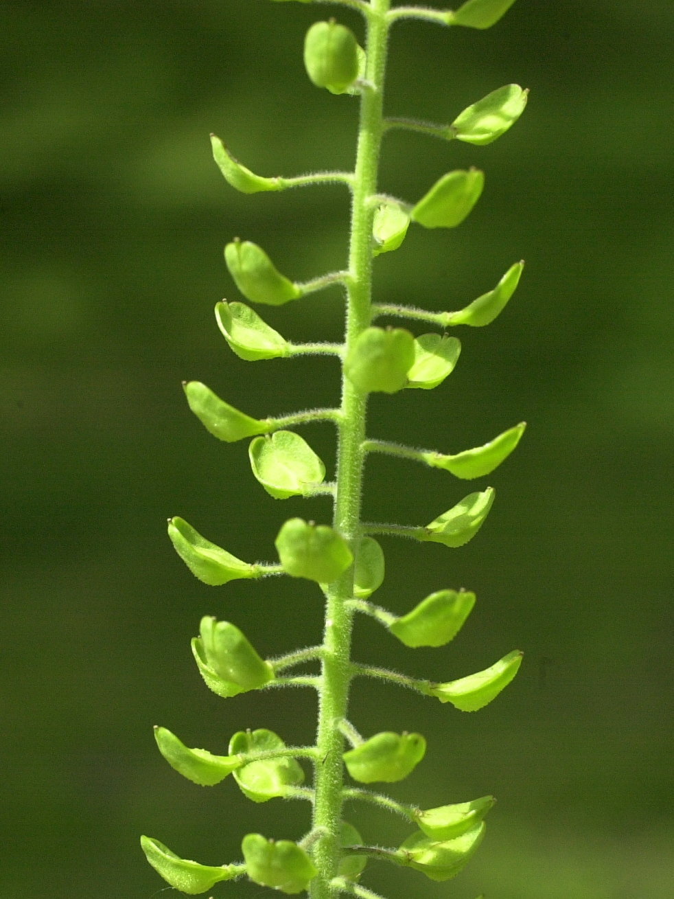 lepidium_campestre3md