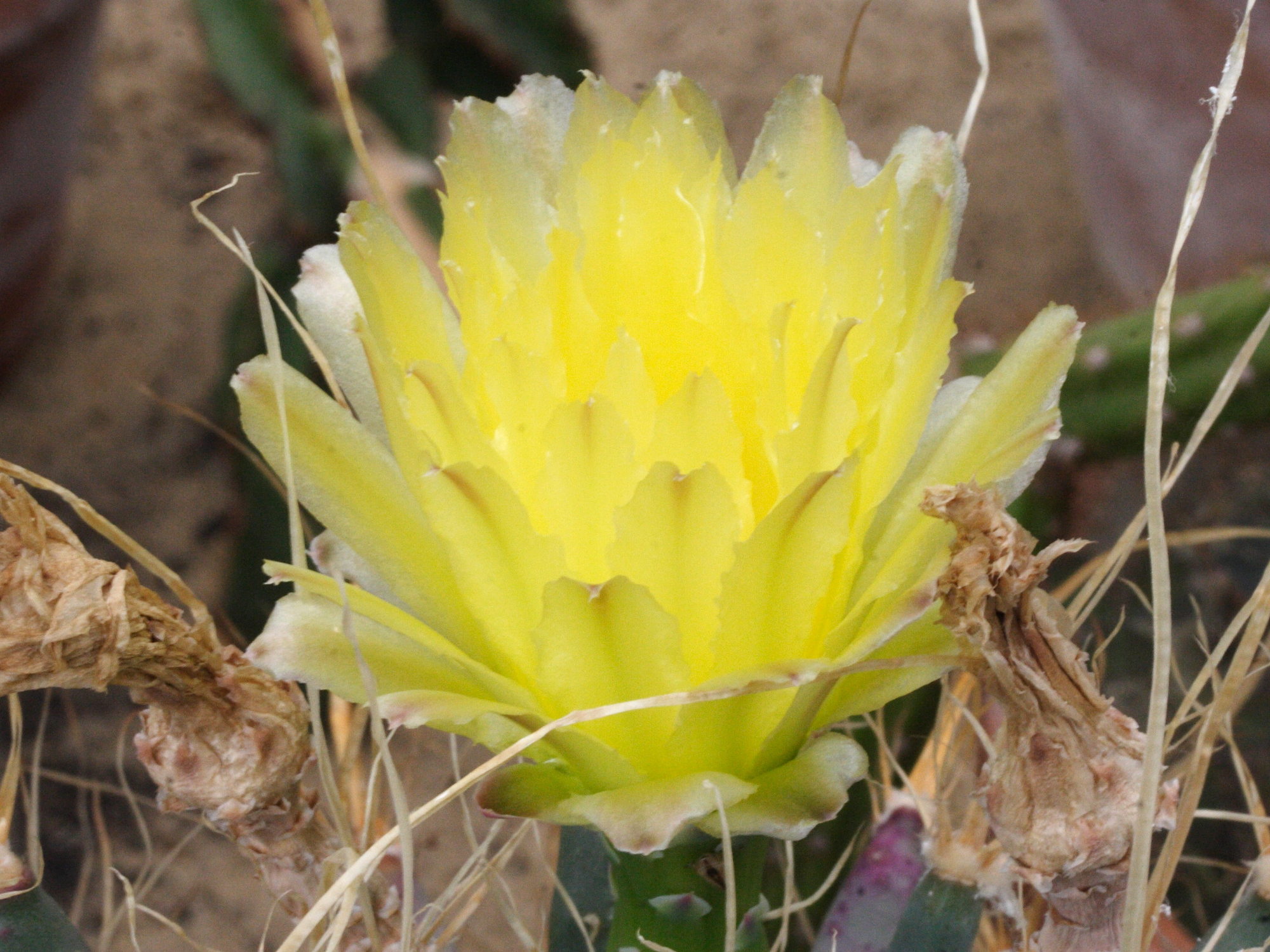 leuchtenbergia_principis2md