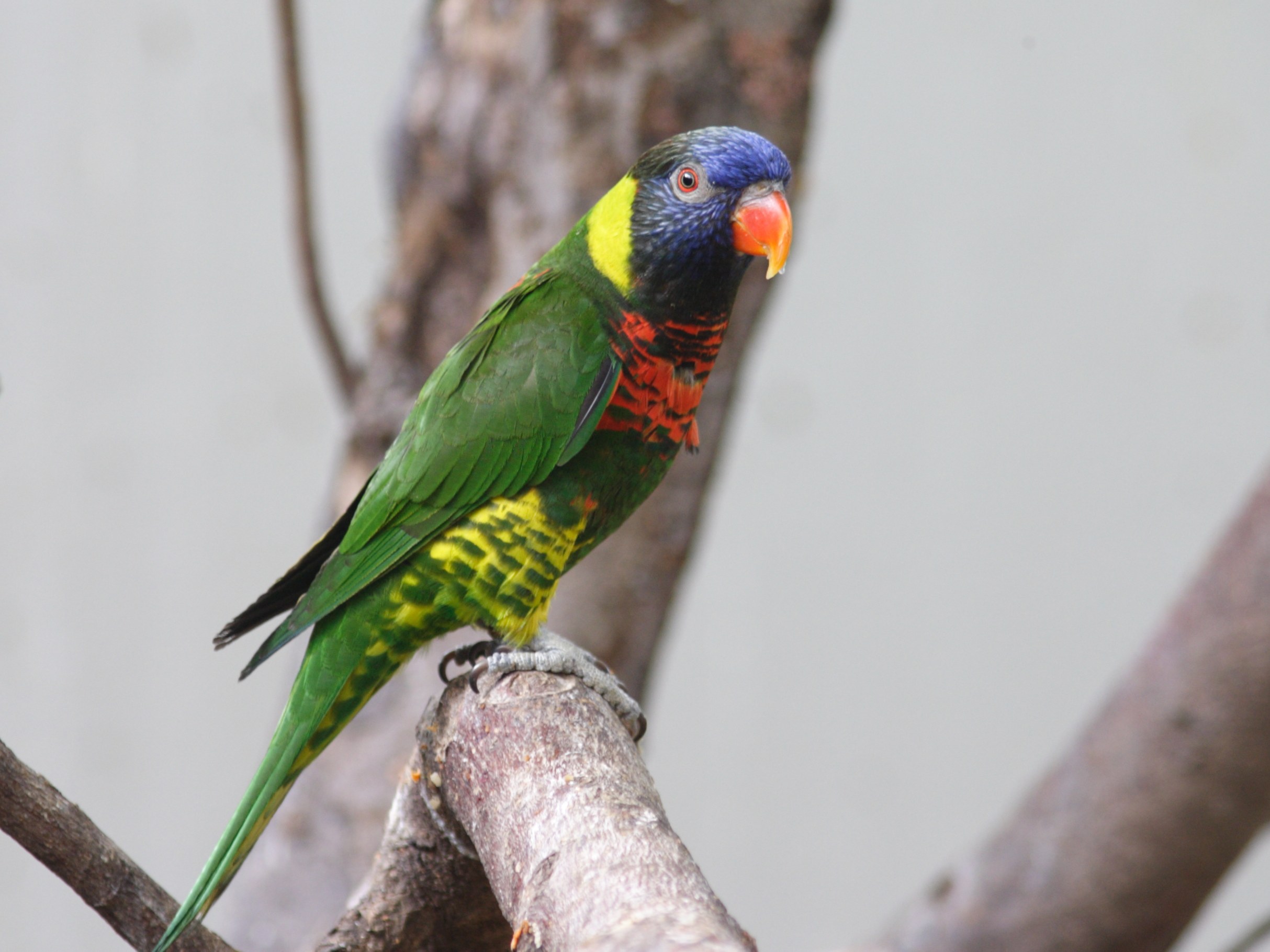 loriquet_a_nuque_verte_-_trichoglossus_haematodus_haematodus1sd