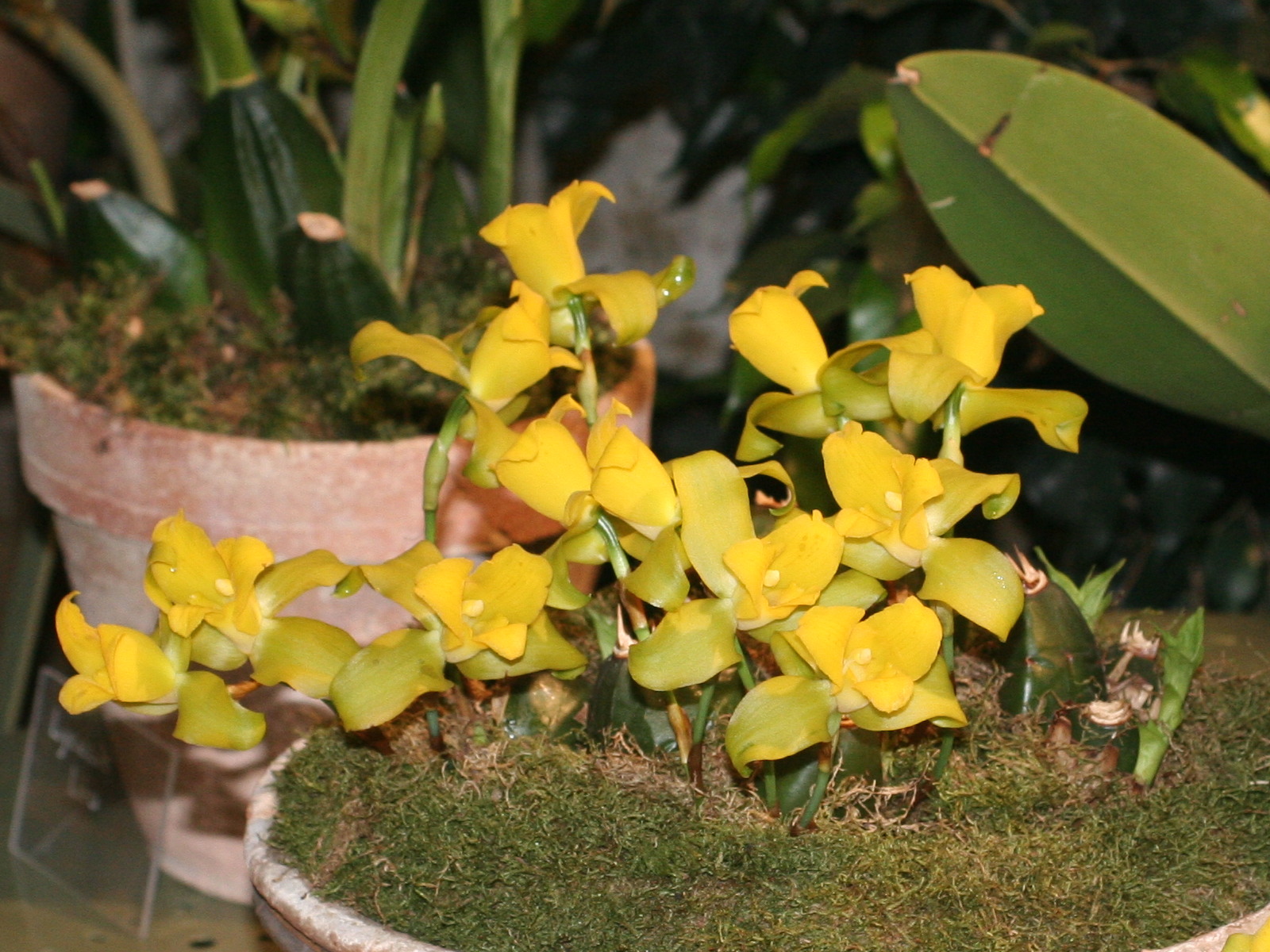 Afficher le média Lycaste_mattogrossensis Lycaste_mattogrossensis