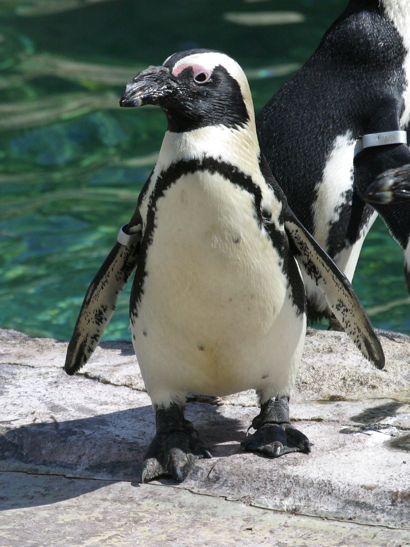 manchot_du_cap_-_spheniscus_demersus2bd