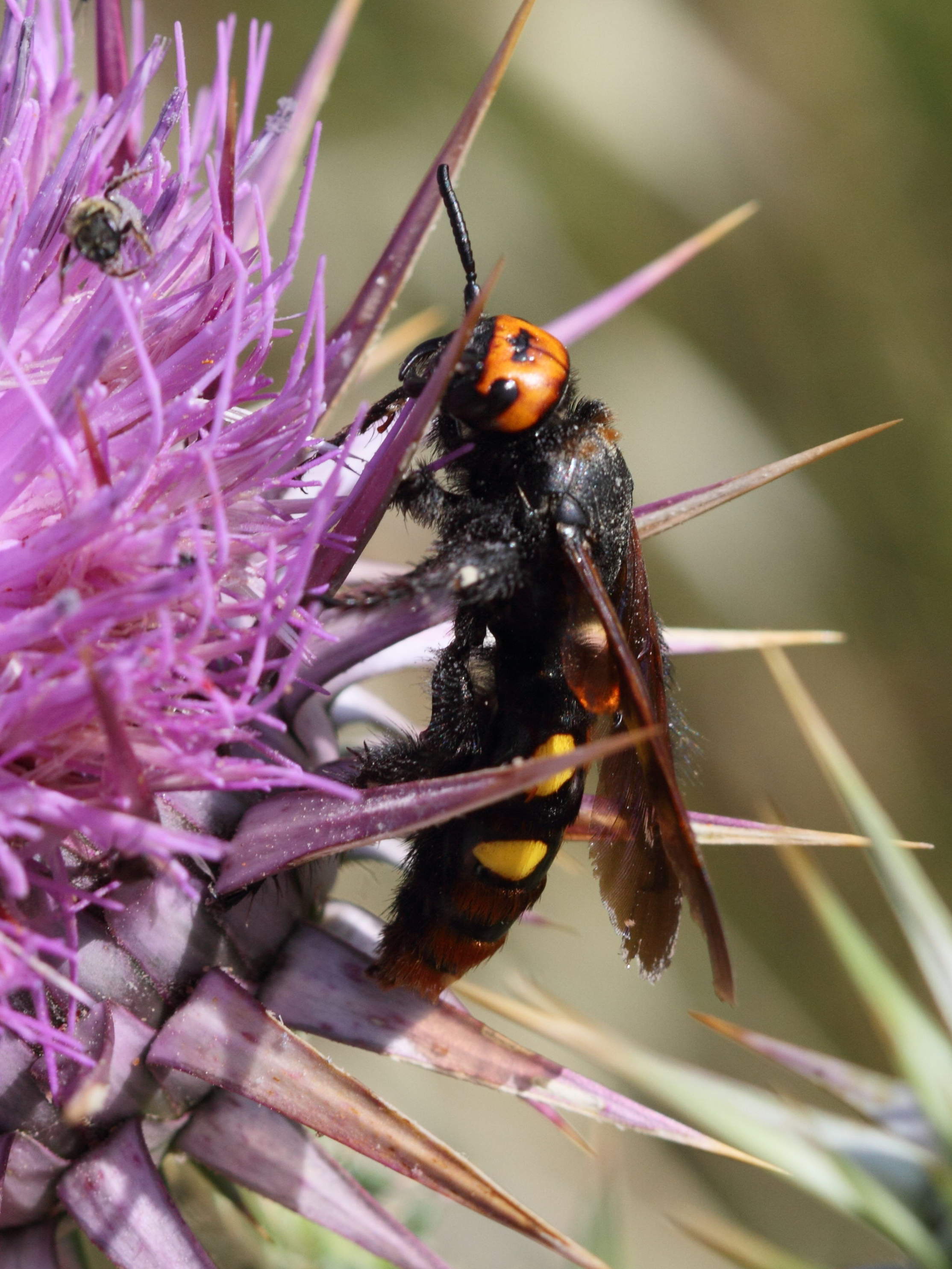Afficher le média Megascolia_maculata ssp. maculata Megascolia_maculata ssp. maculata