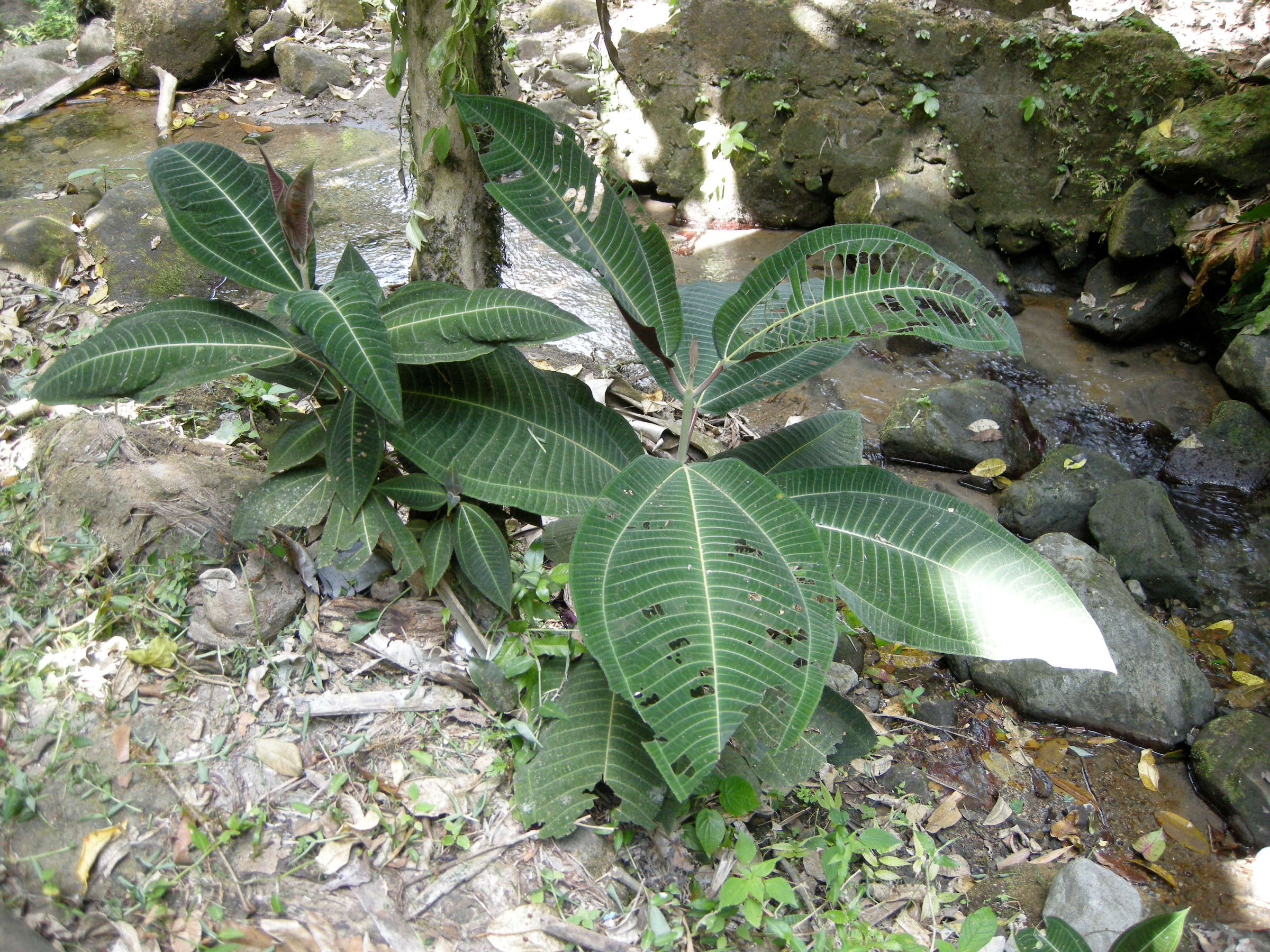 miconia_calvescens1md