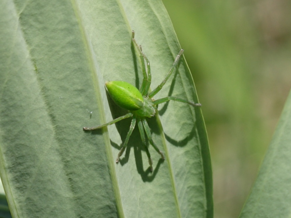 micrommata_virescens2sd