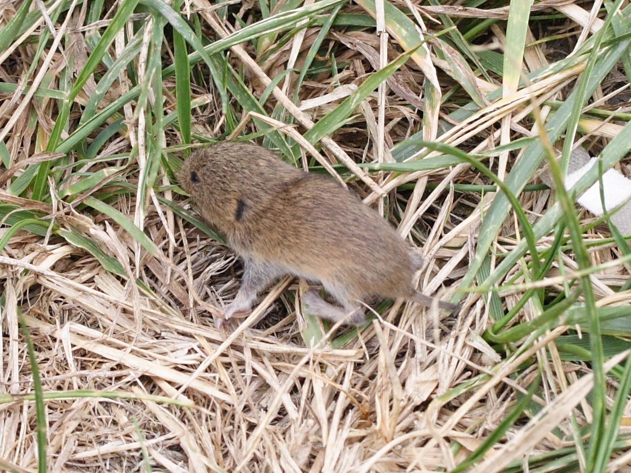 microtus_agrestis1md