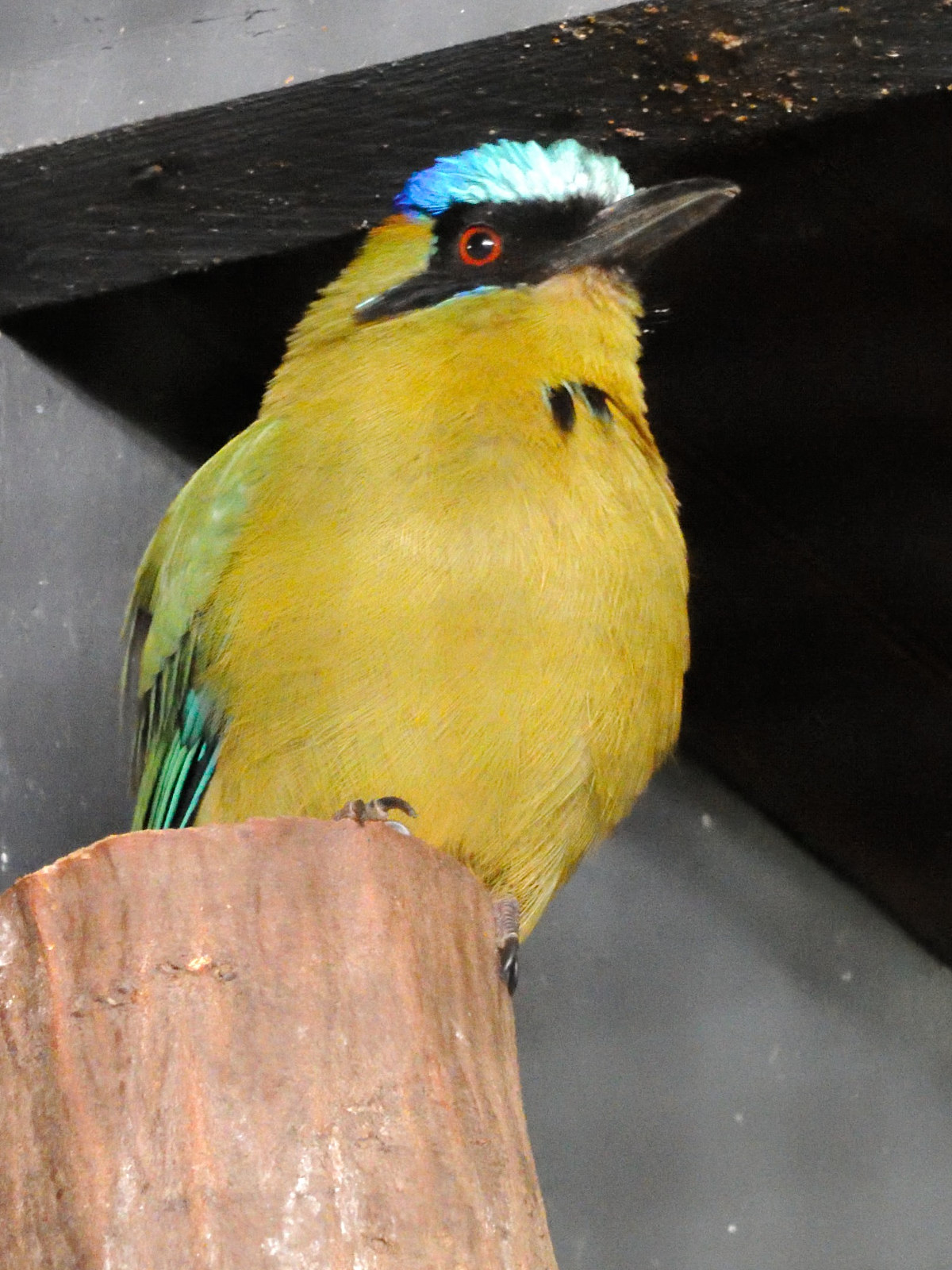 motmot_houtouc_-_momotus_momota2md
