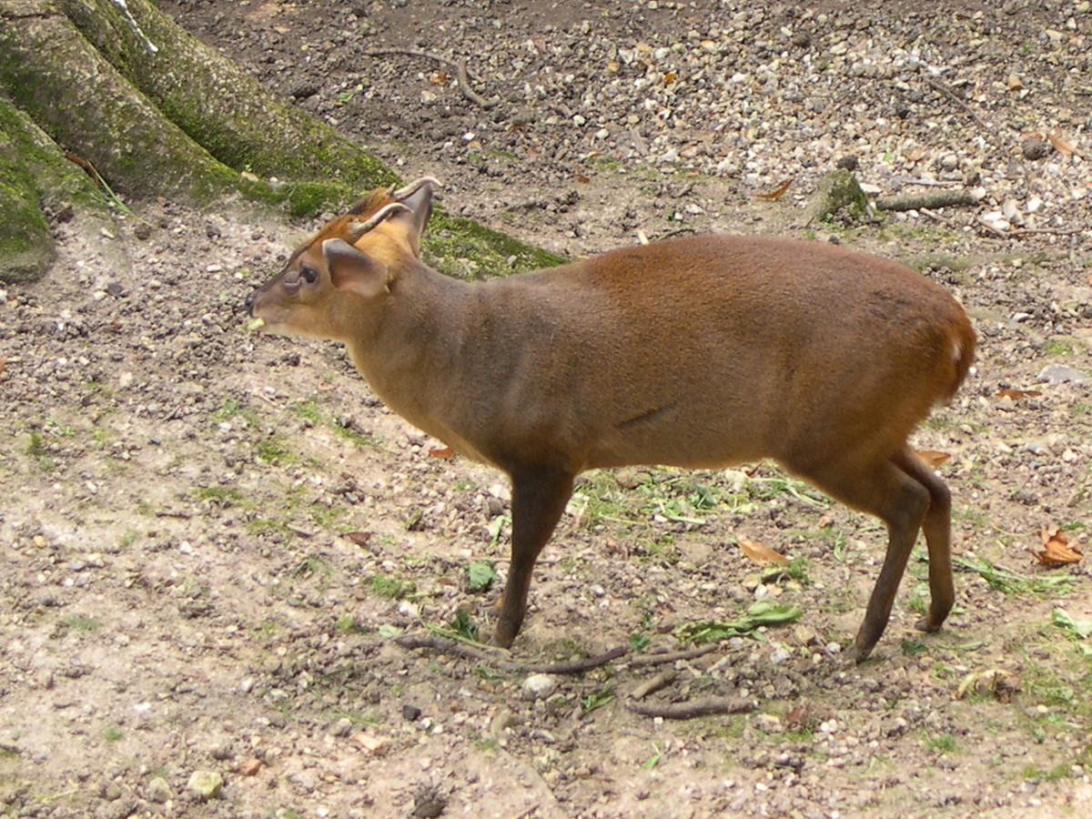 muntiacus_reevesi4md